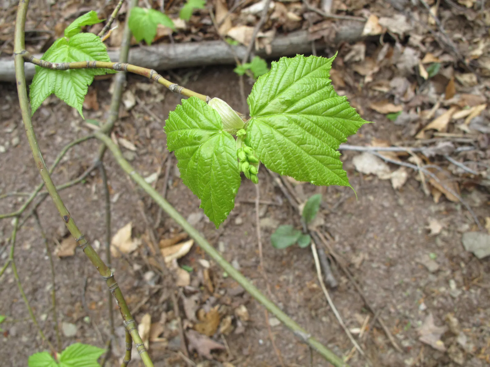 Striped Maple (Acer Pensylvanicum) — a captivating deciduous tree indigenous to the Northeastern United States