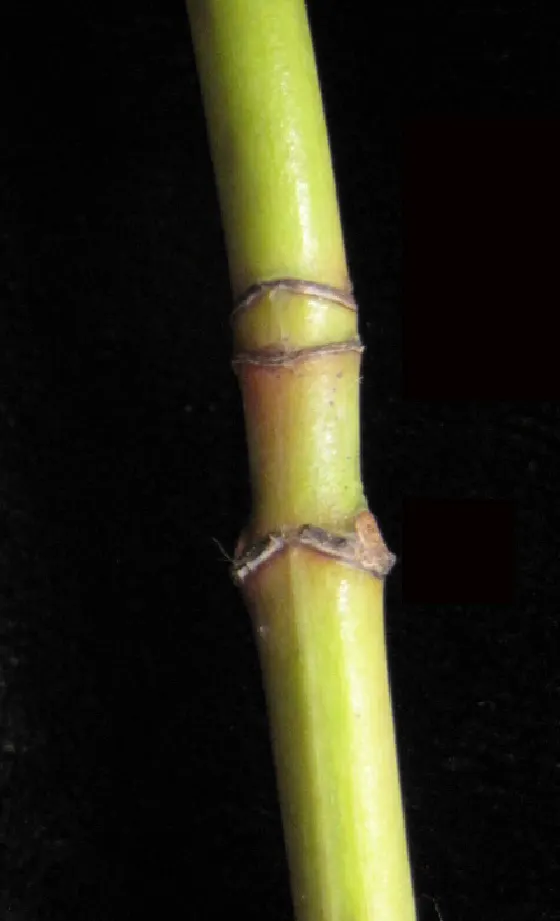 Striped Maple (Acer Pensylvanicum) — This small to medium-sized species; the Striped Maple (Acer pensylvanicum), image 63