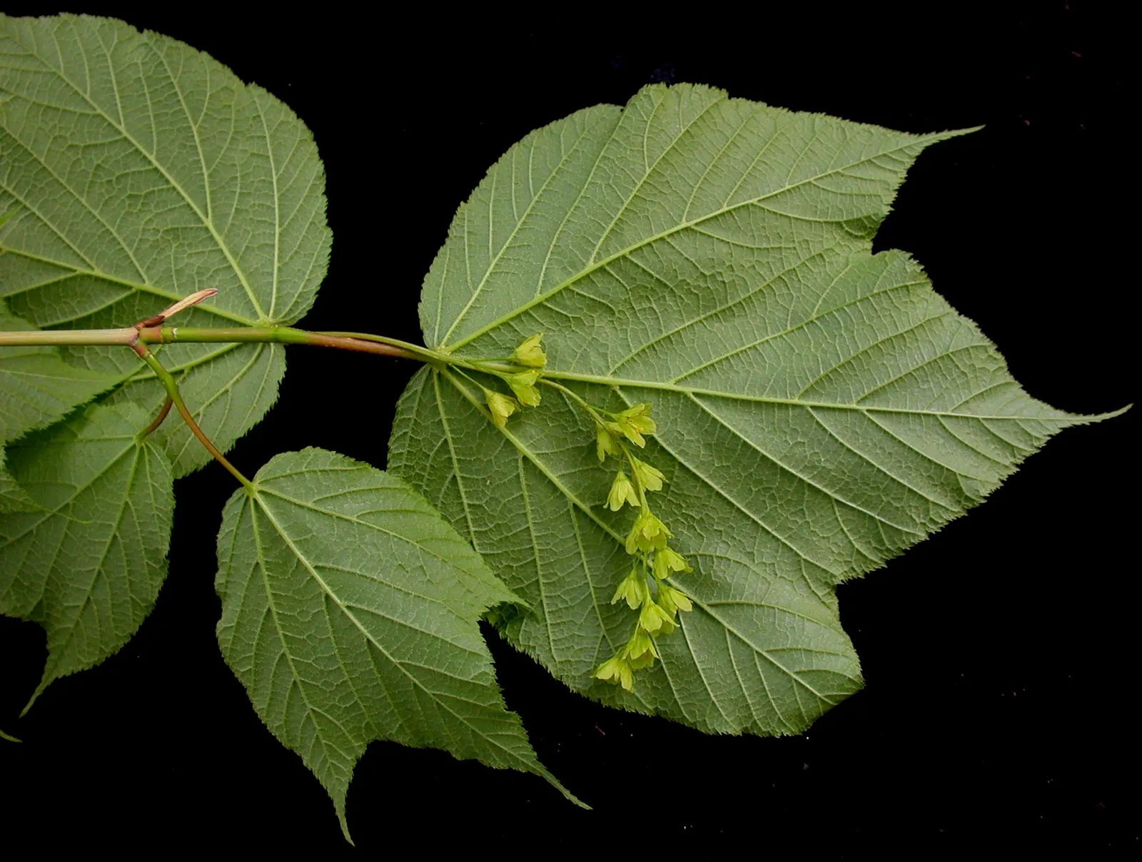 Striped Maple (Acer Pensylvanicum) — presents an intriguing selection for landscape designs seeking understated elegance