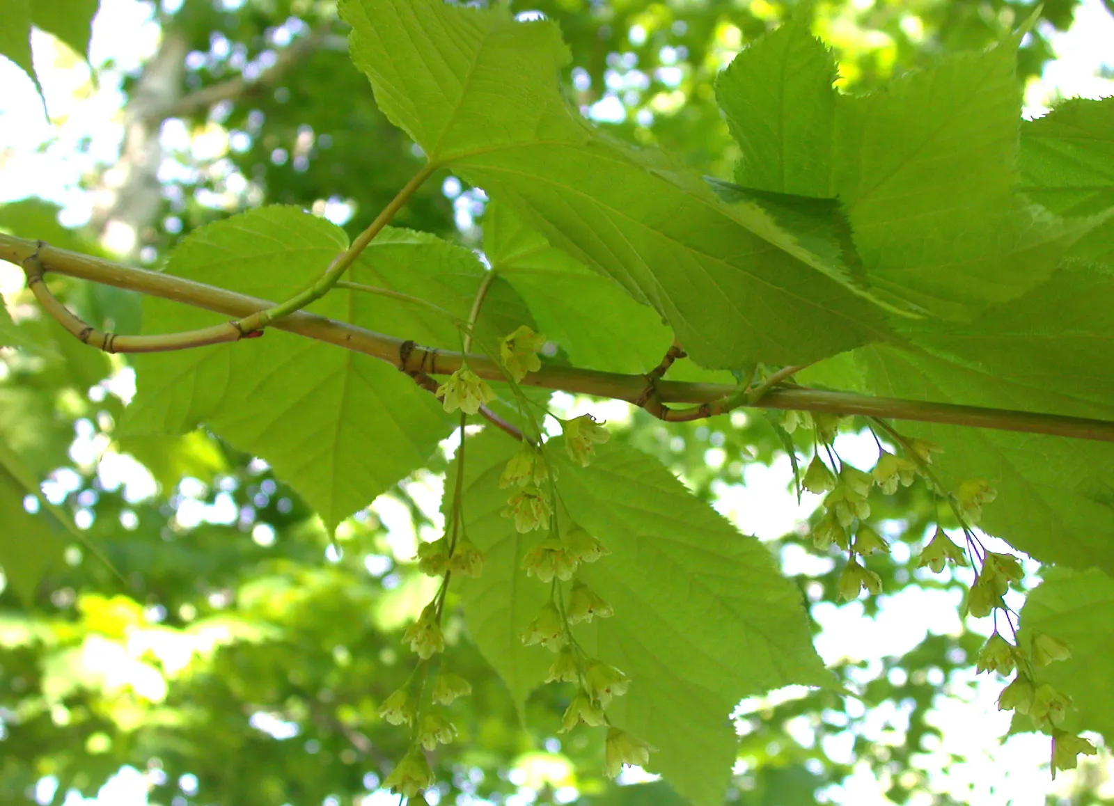 Striped Maple (Acer Pensylvanicum) — yellow flowers in the garden