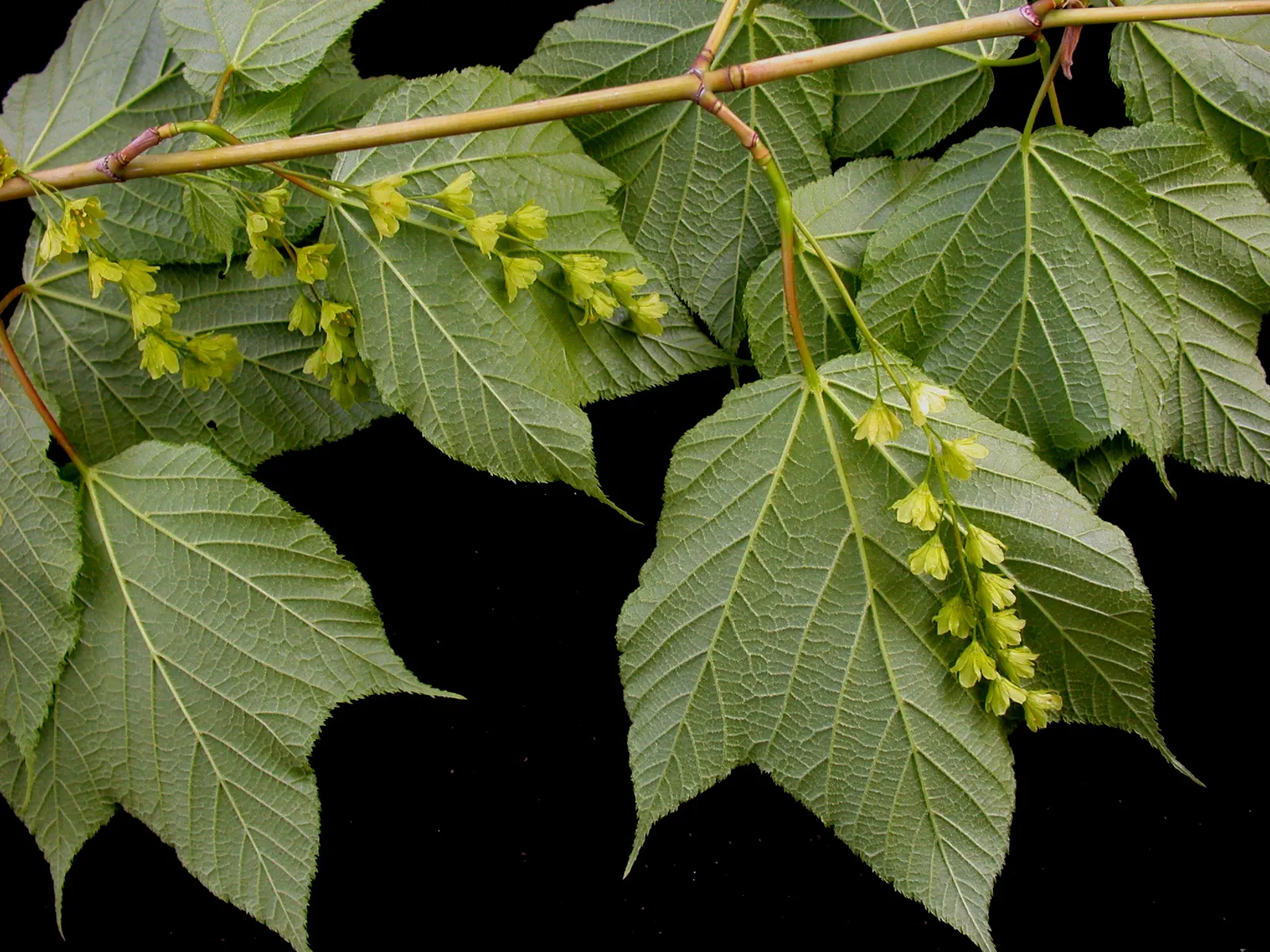 Striped Maple (Acer Pensylvanicum) — The tree's soil preferences are relatively flexible; expect a dramatic show of colors as leaves transform into a palette