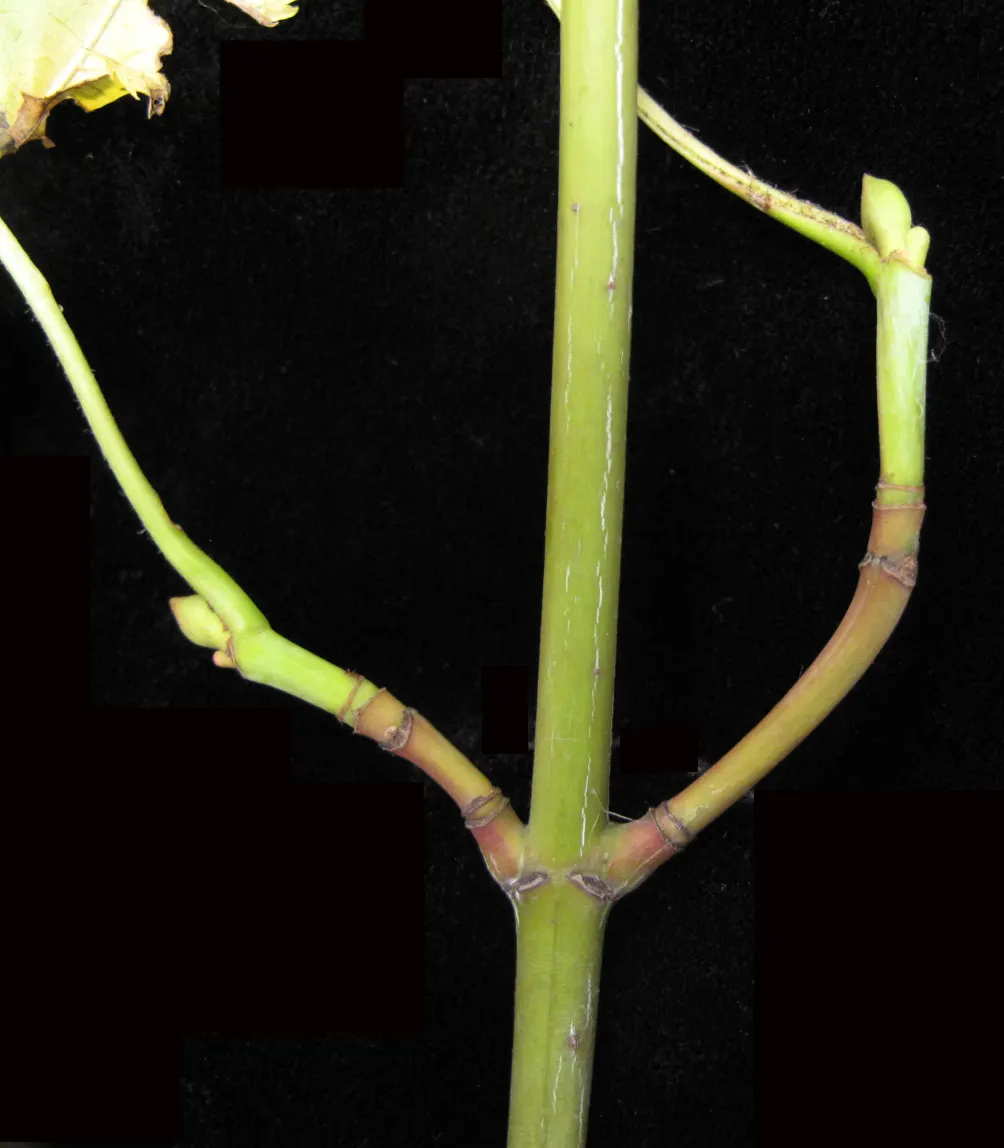 Striped Maple (Acer Pensylvanicum) — It adds visual interest with its striking fall coloration of yellow to orange and is hardy in USDA zones 3-7, image 86