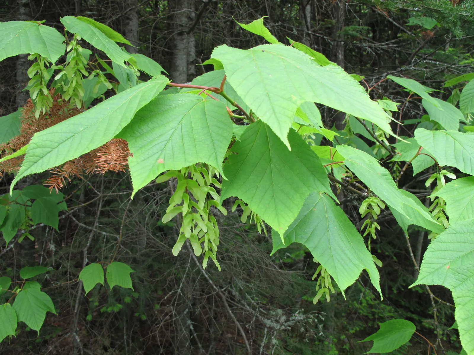 Striped Maple (Acer Pensylvanicum) — tree for half or shade
