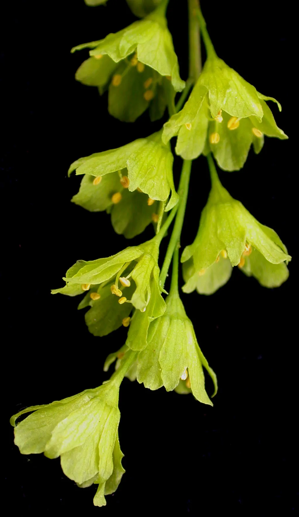 Striped Maple (Acer Pensylvanicum) — while its foliage - a noteworthy trait - provides seasonal beauty