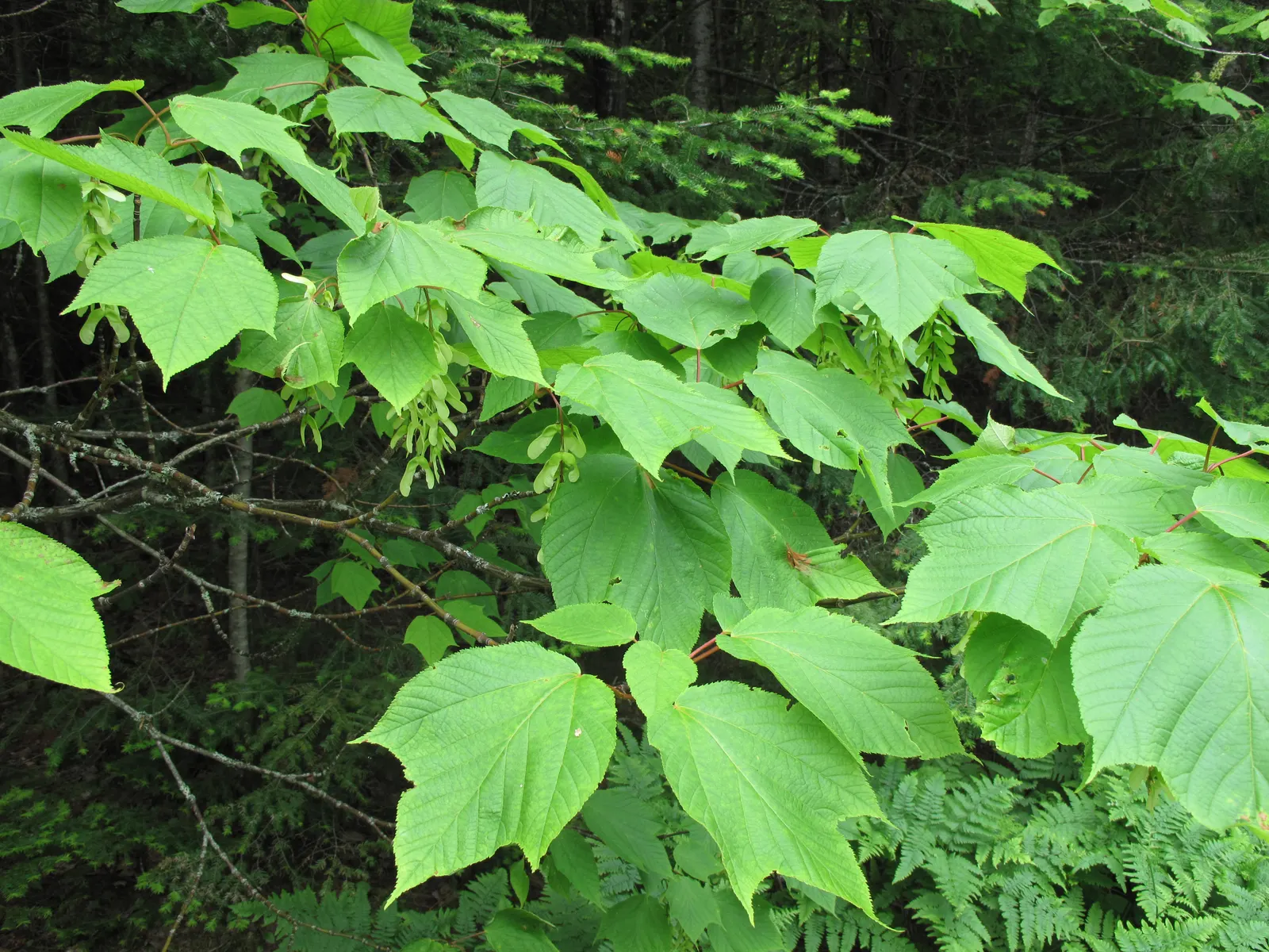 Striped Maple (Acer Pensylvanicum) — while its foliage - a noteworthy trait - provides seasonal beauty; its low maintenance nature