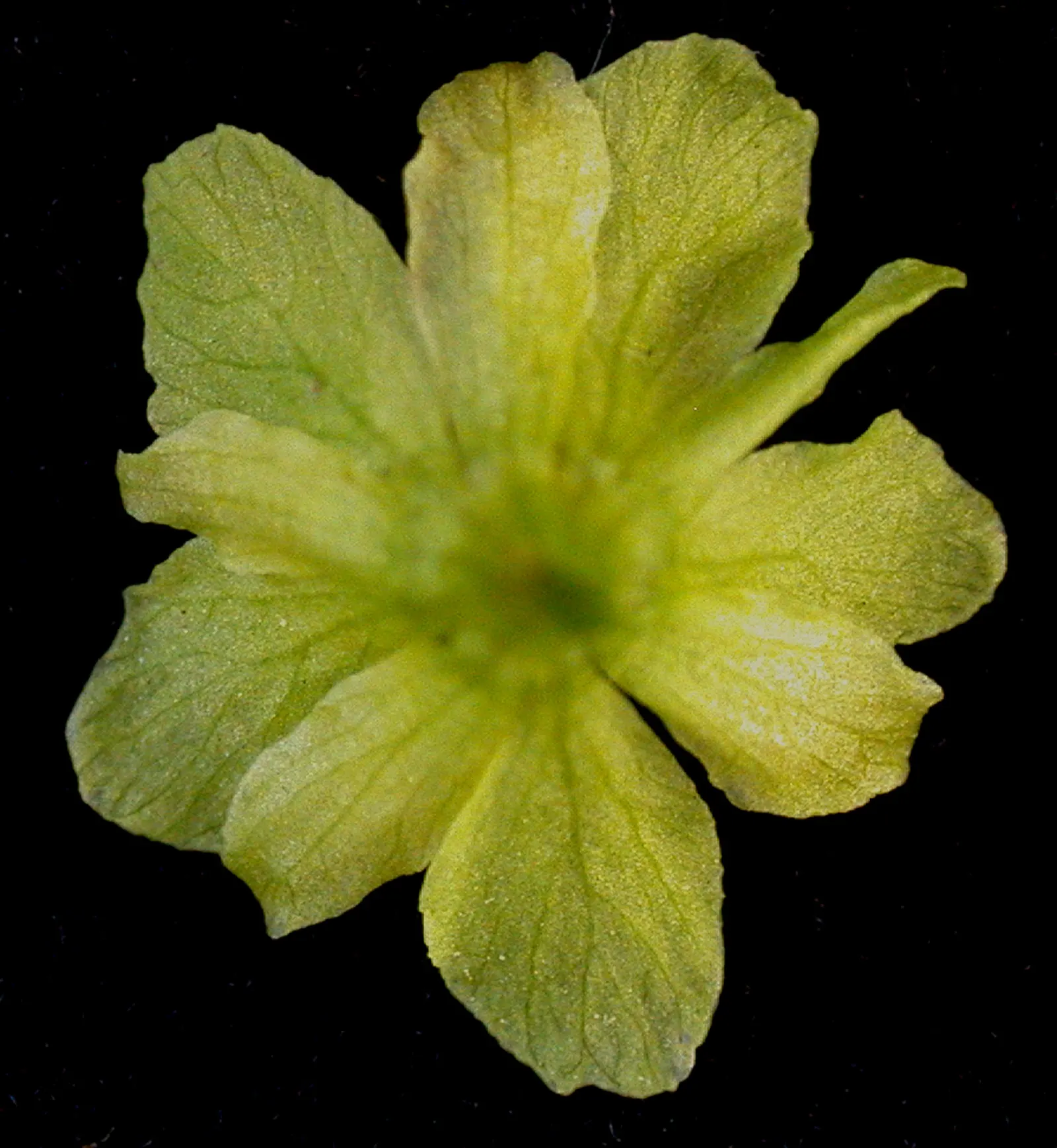 Striped Maple (Acer Pensylvanicum) — It boasts distinctive green-white striped bark, large, three-lobed leaves, and bell-shaped yellow flowers, image 57