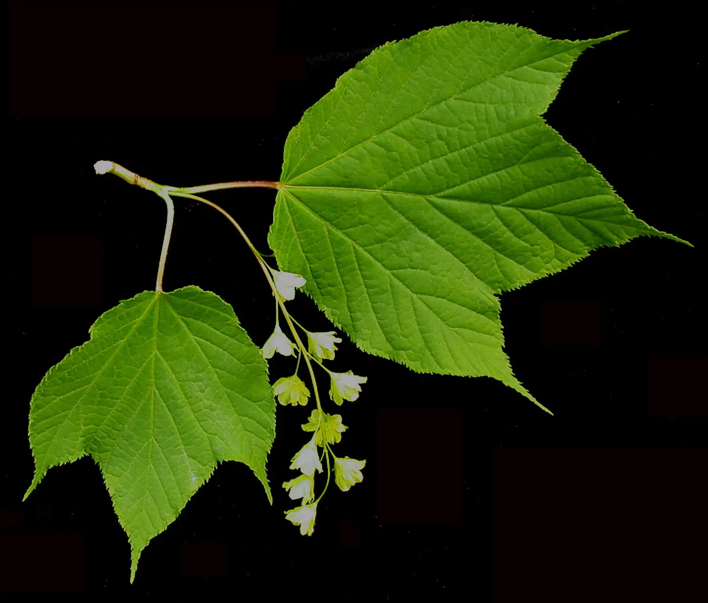 Striped Maple (Acer Pensylvanicum) — makes Acer pensylvanicum a valuable addition to the cultivated garden