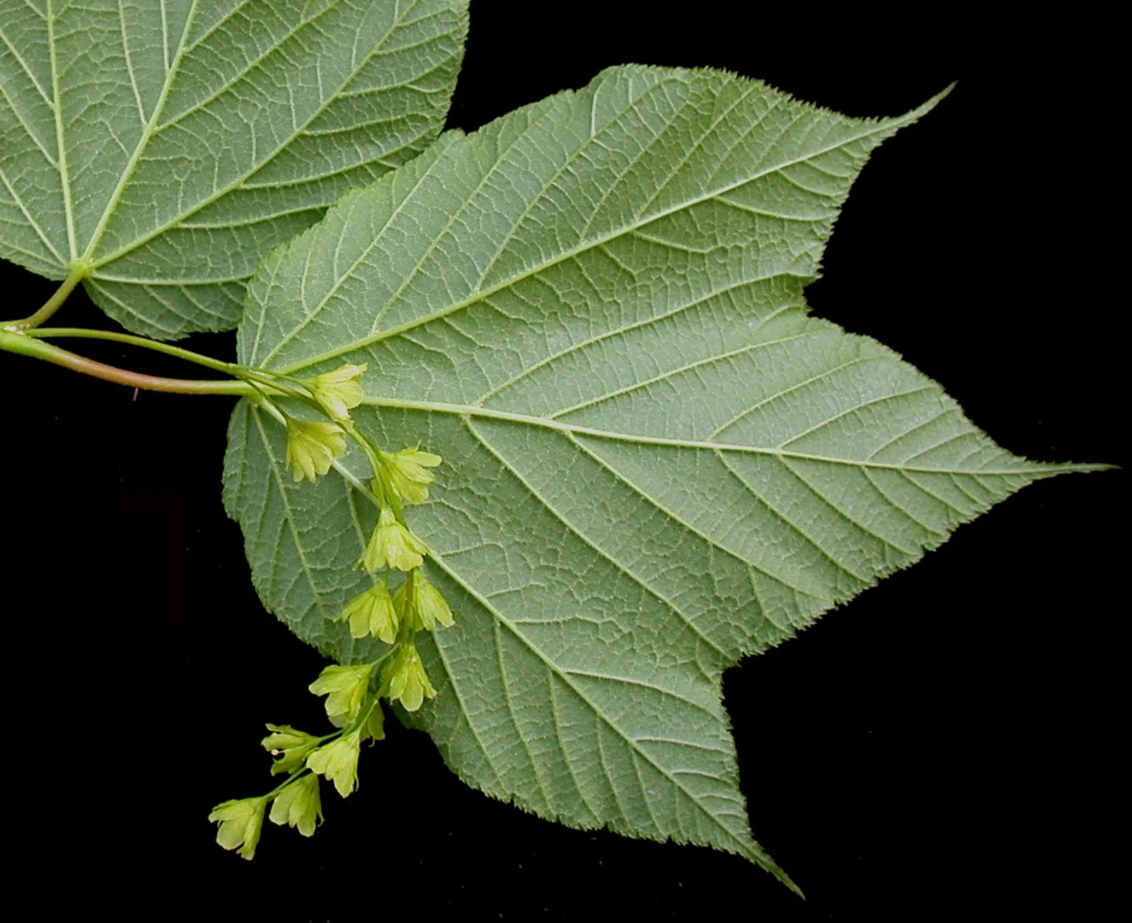 Striped Maple (Acer Pensylvanicum) — The Striped Maple (Acer pensylvanicum)