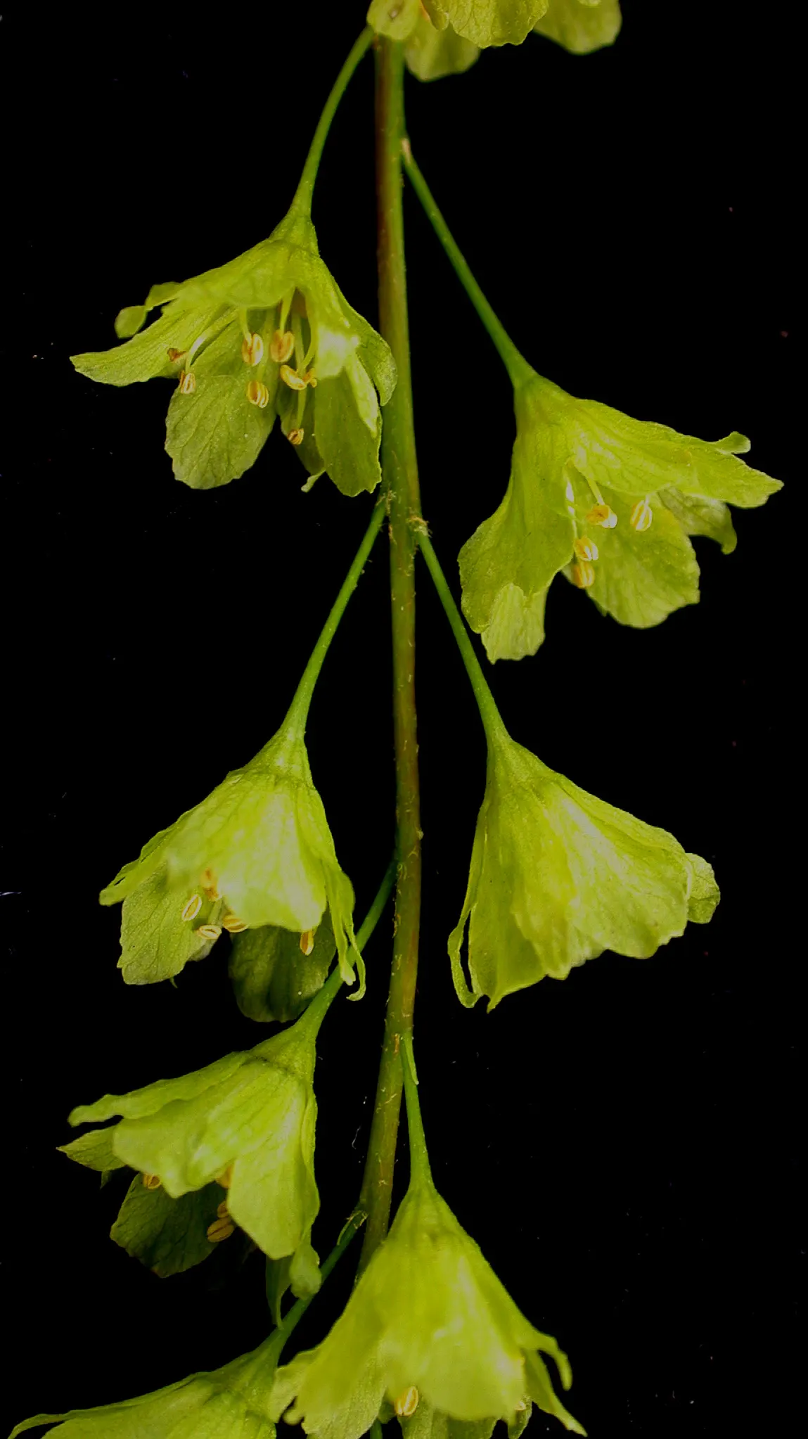Striped Maple (Acer Pensylvanicum) — typically reaching a full height of 15 to 25 feet; its tolerance for partial shade makes it an adaptable understory tree