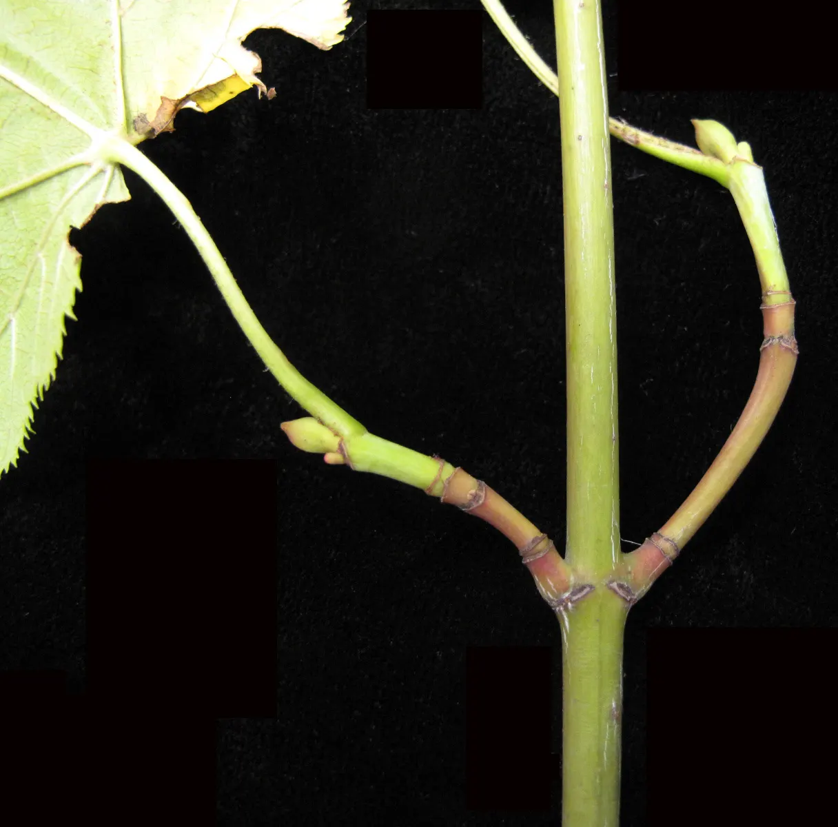 Striped Maple (Acer Pensylvanicum) — slightly acidic loams.<br><br>Spring brings clusters of delicate bell-shaped yellow flowers; presents an intriguing