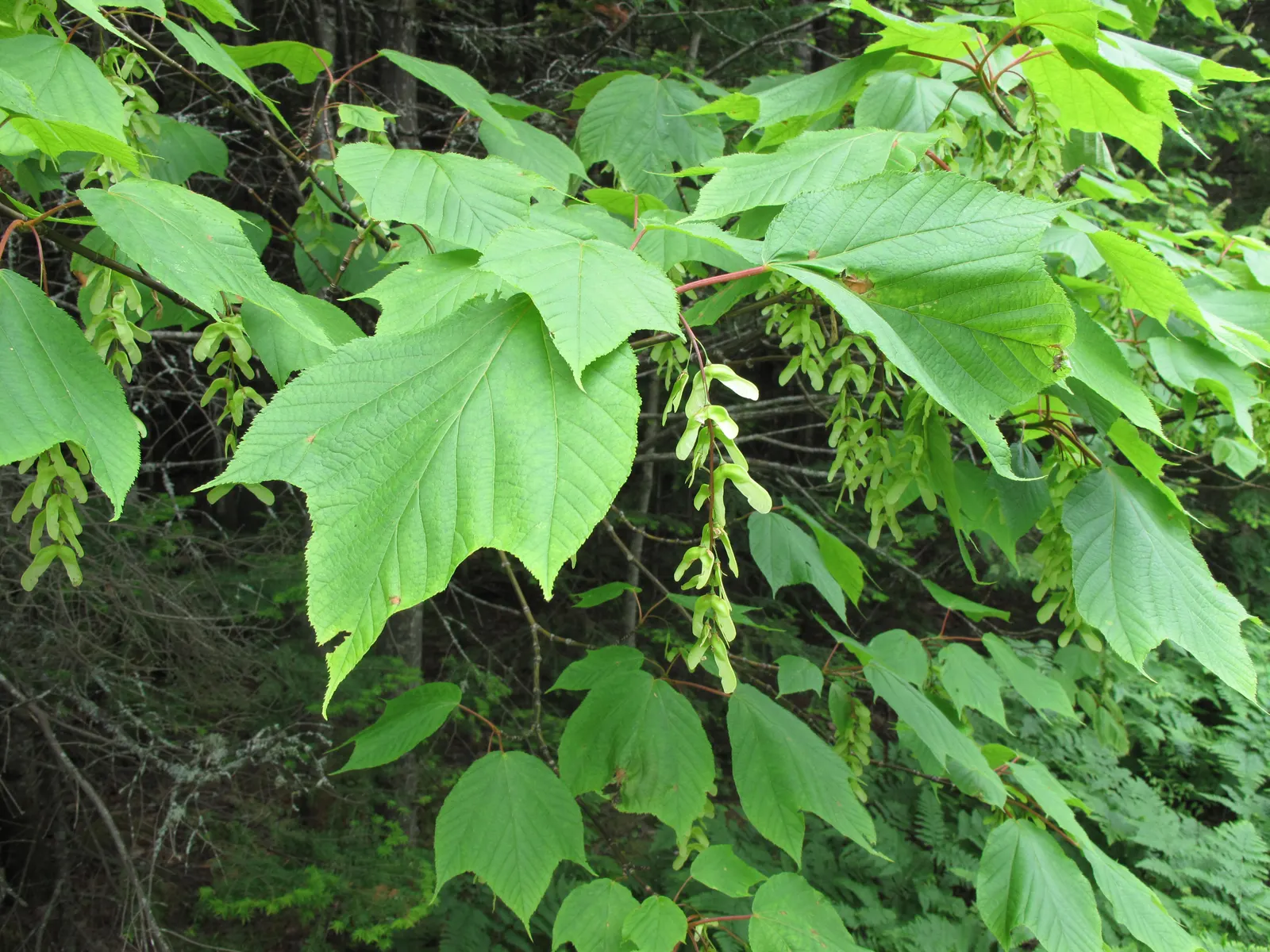 Striped Maple (Acer Pensylvanicum) — tree for half or shade; makes Acer pensylvanicum a valuable addition to the cultivated garden