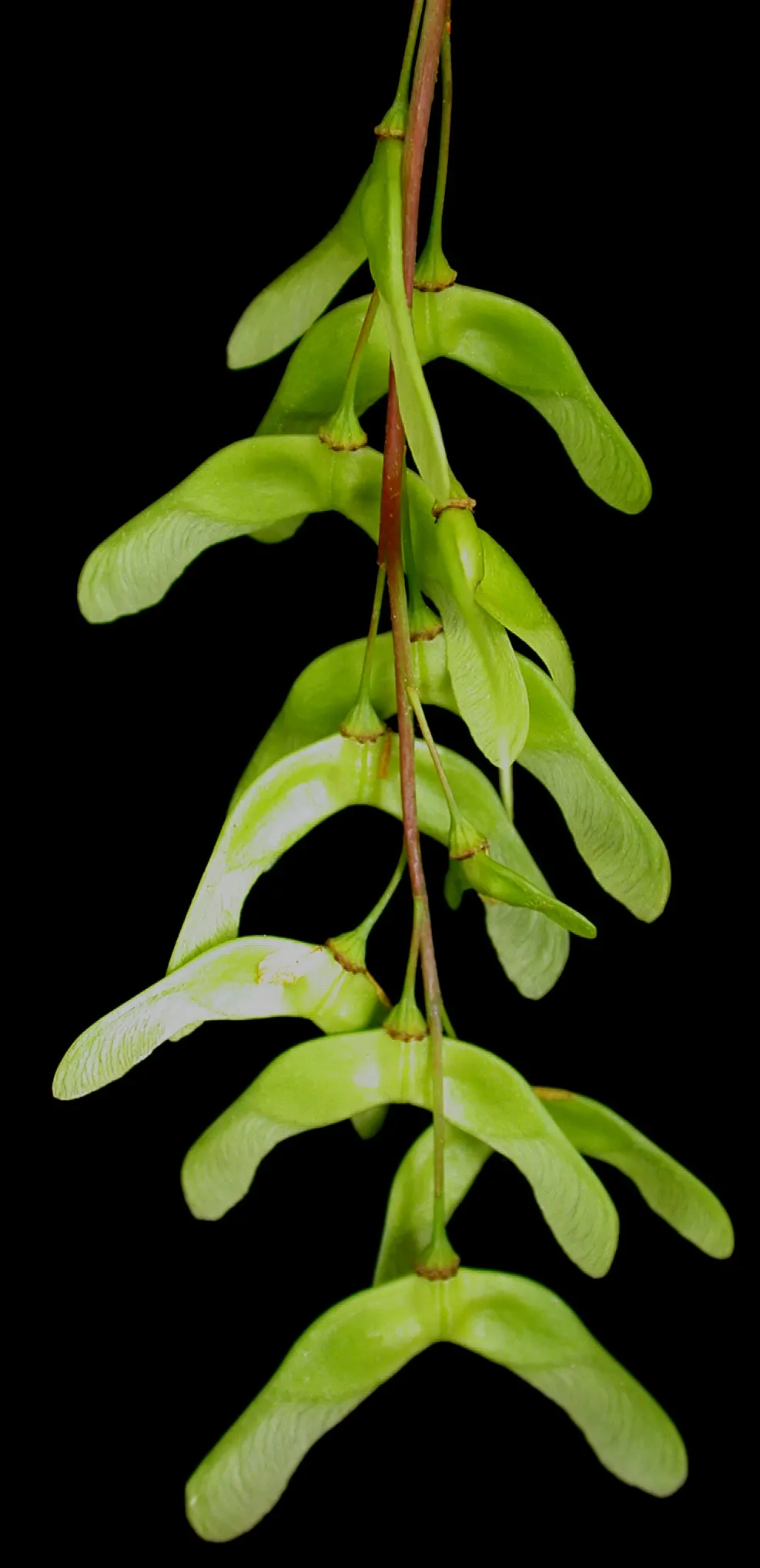 Striped Maple (Acer Pensylvanicum) — slightly acidic loams.<br><br>Spring brings clusters of delicate bell-shaped yellow flowers