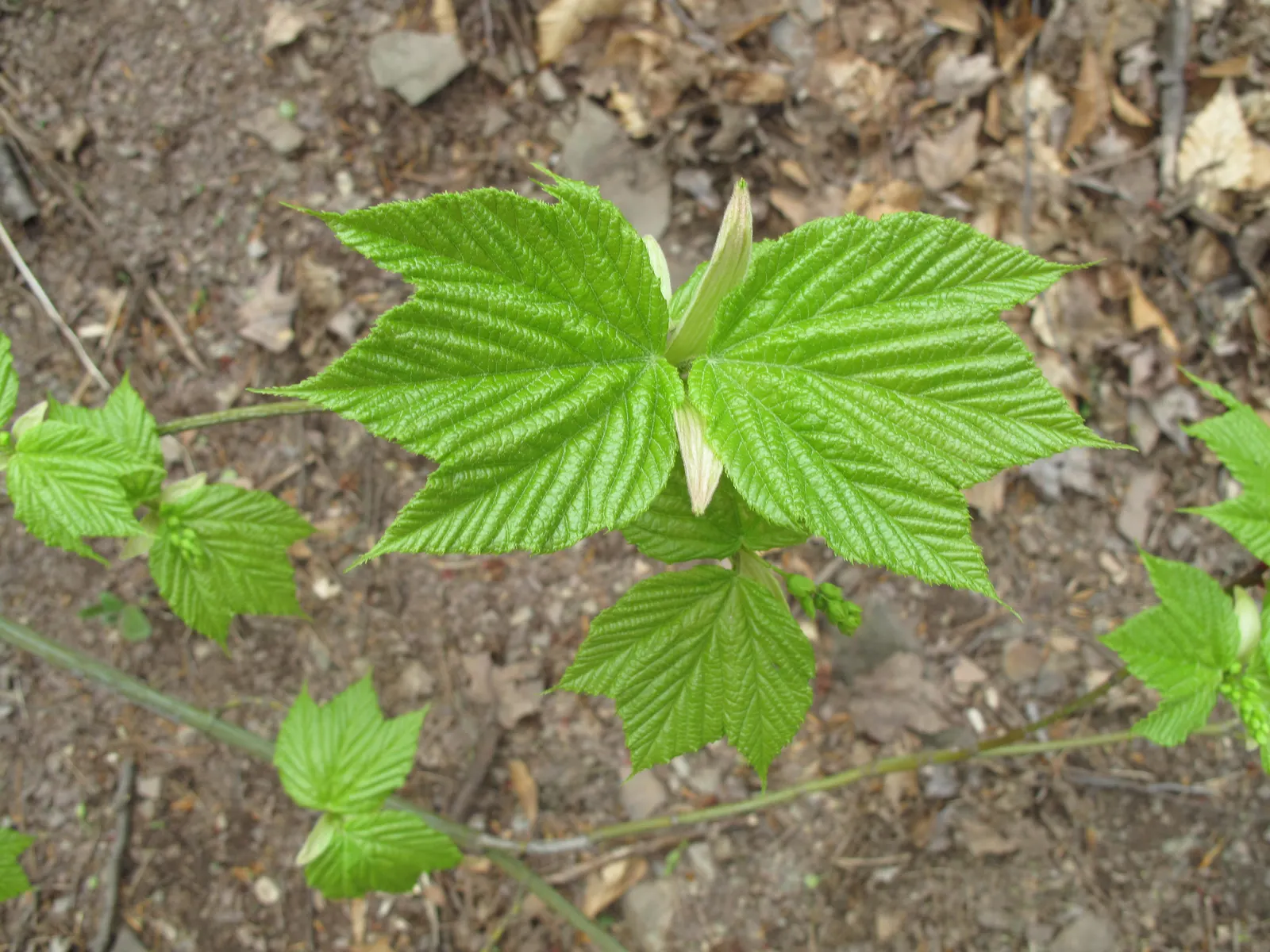 Striped Maple (Acer Pensylvanicum) — is particularly notable for its ornate bark which exhibits distinctive green and white vertical striping