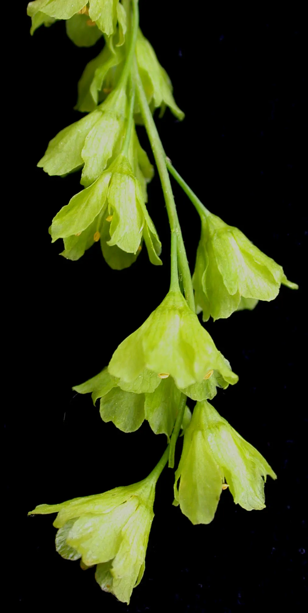 Striped Maple (Acer Pensylvanicum) — Its tolerance for partial shade makes it an adaptable understory tree; however; a captivating deciduous tree, image 67