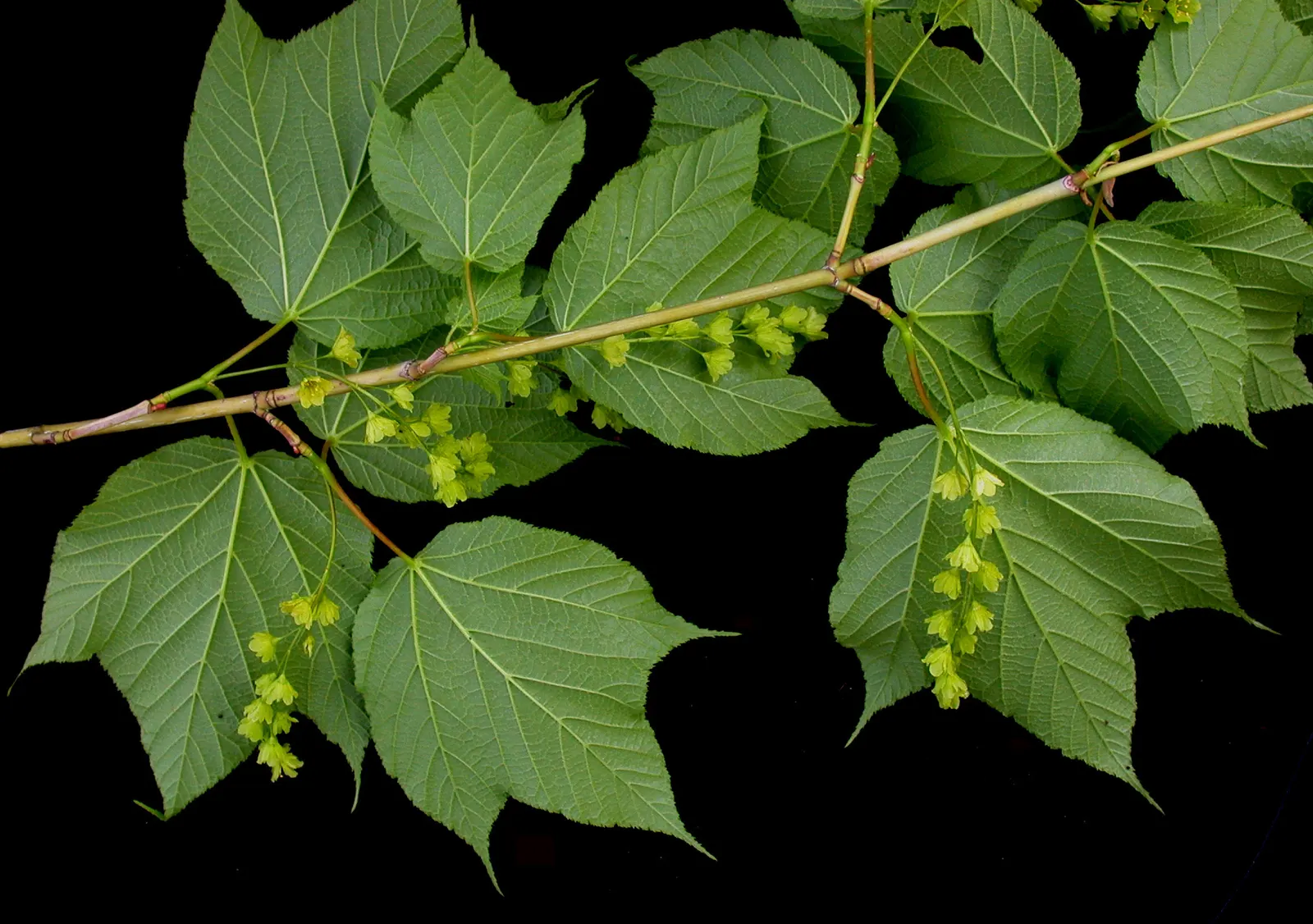 Striped Maple (Acer Pensylvanicum) — although it favors well-drained