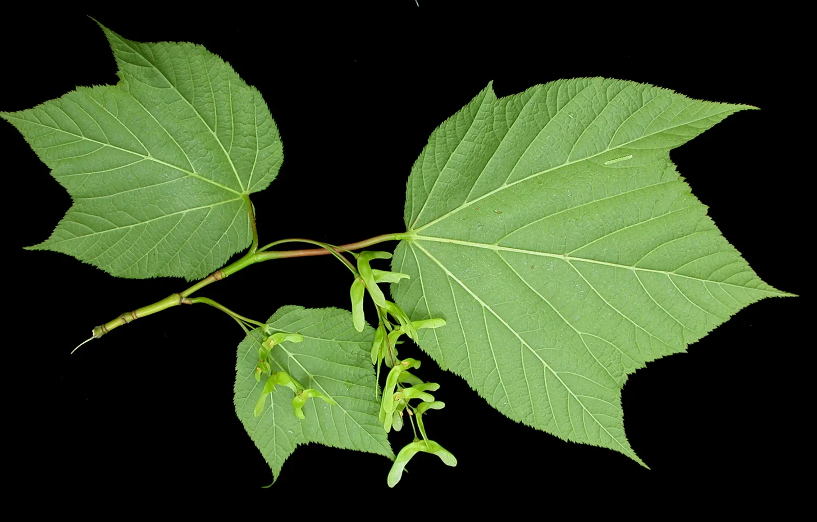 Striped Maple (Acer Pensylvanicum) — commonly known as Striped Maple; thriving in partial to full shade, this understory tree prefers moist, image 82