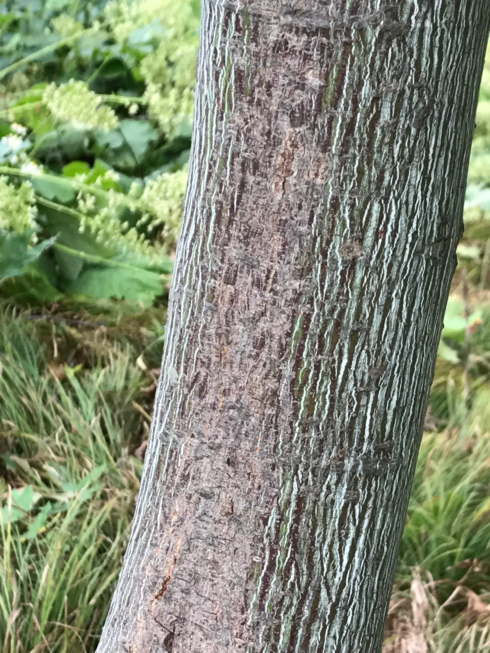 Striped Maple (Acer Pensylvanicum) — Thriving in partial to full shade, this understory tree prefers moist, well-drained soil; yellow flowers in, image 85