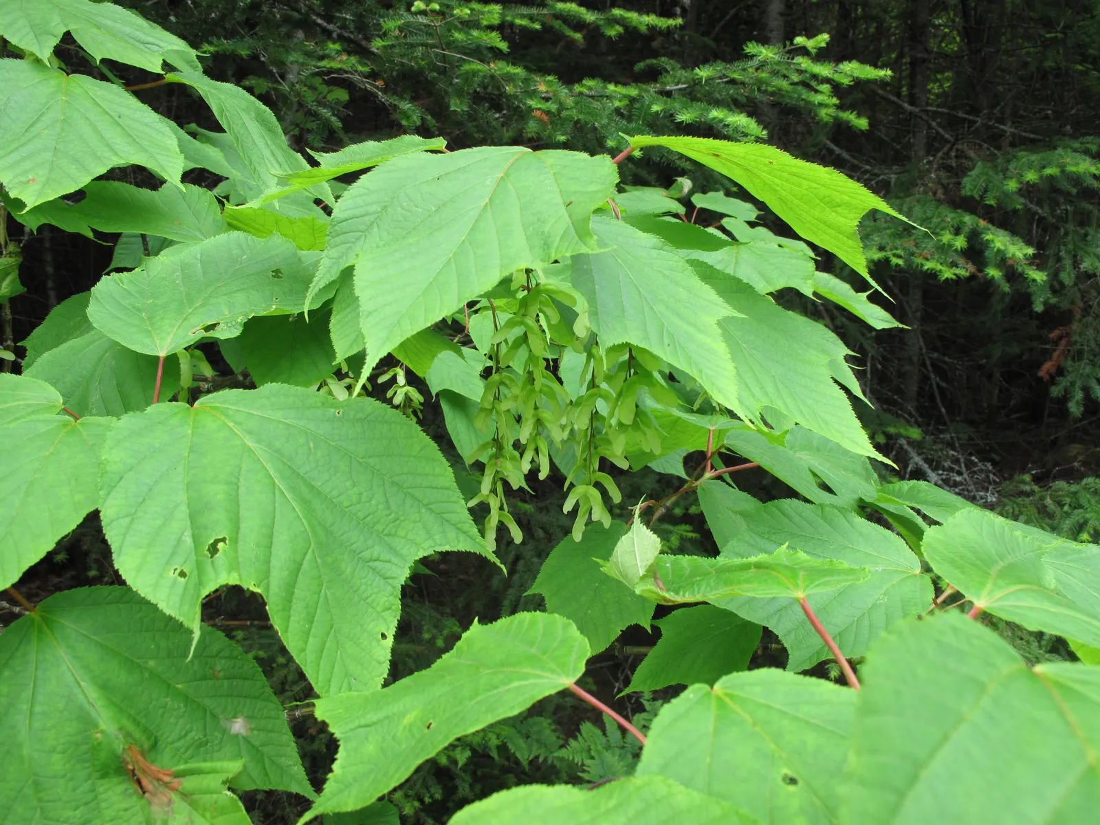 Striped Maple (Acer Pensylvanicum) — yellow flowers in the garden; typically reaching a full height of 15 to 25 feet