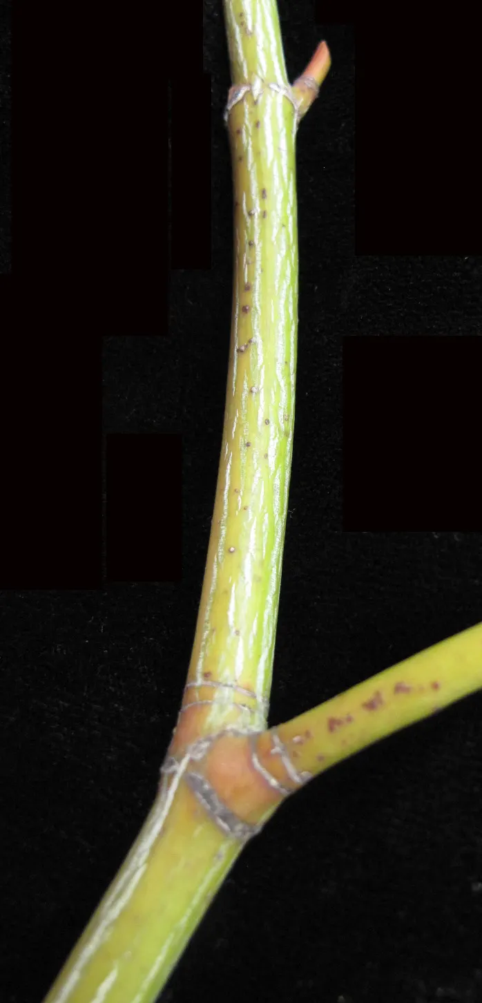 Striped Maple (Acer Pensylvanicum) — commonly known as Striped Maple