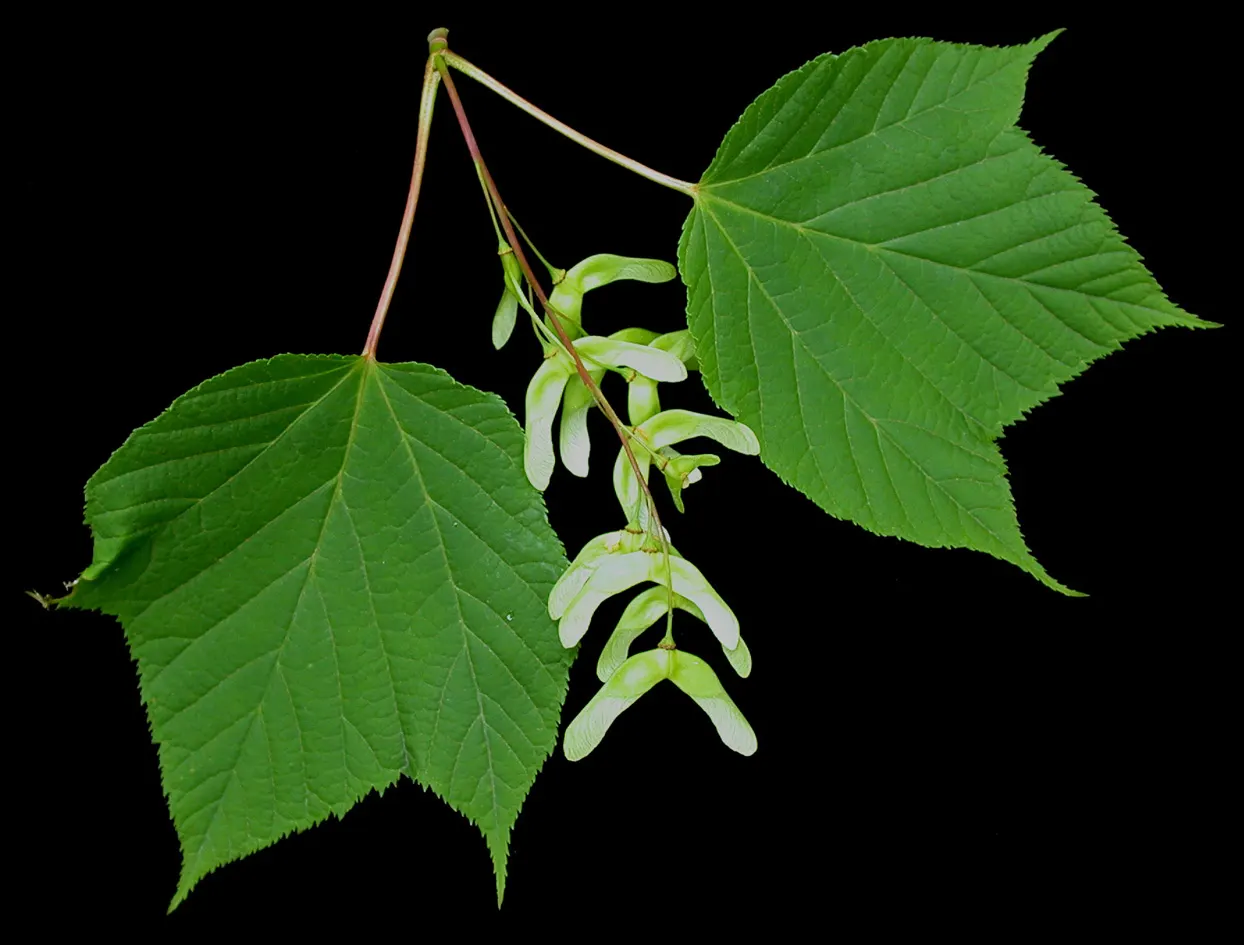 Striped Maple (Acer Pensylvanicum) — Its low maintenance nature