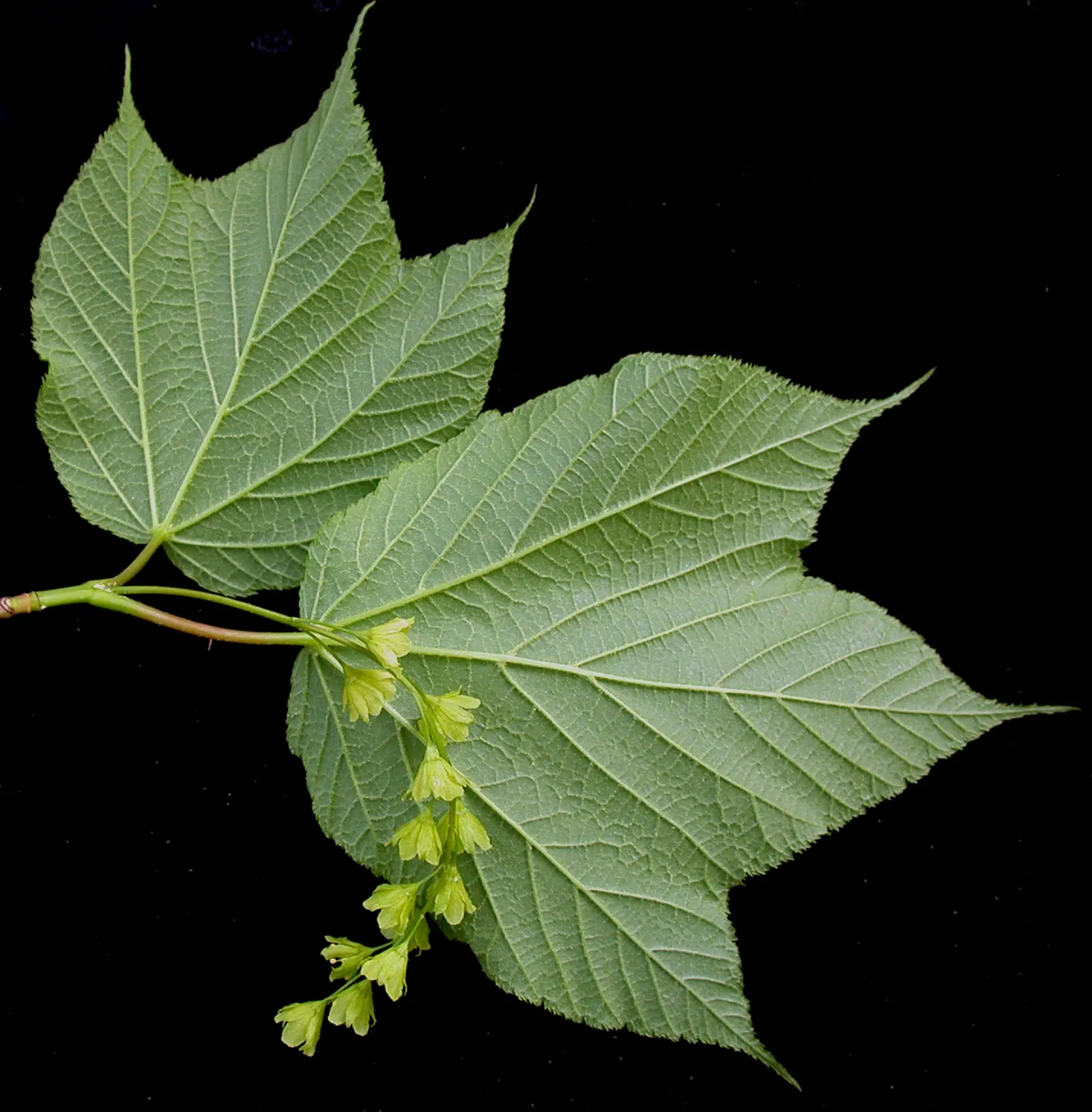 Striped Maple (Acer Pensylvanicum) — The Striped Maple (Acer pensylvanicum); adding year-round visual interest to any garden setting.<br><br>For the landscape