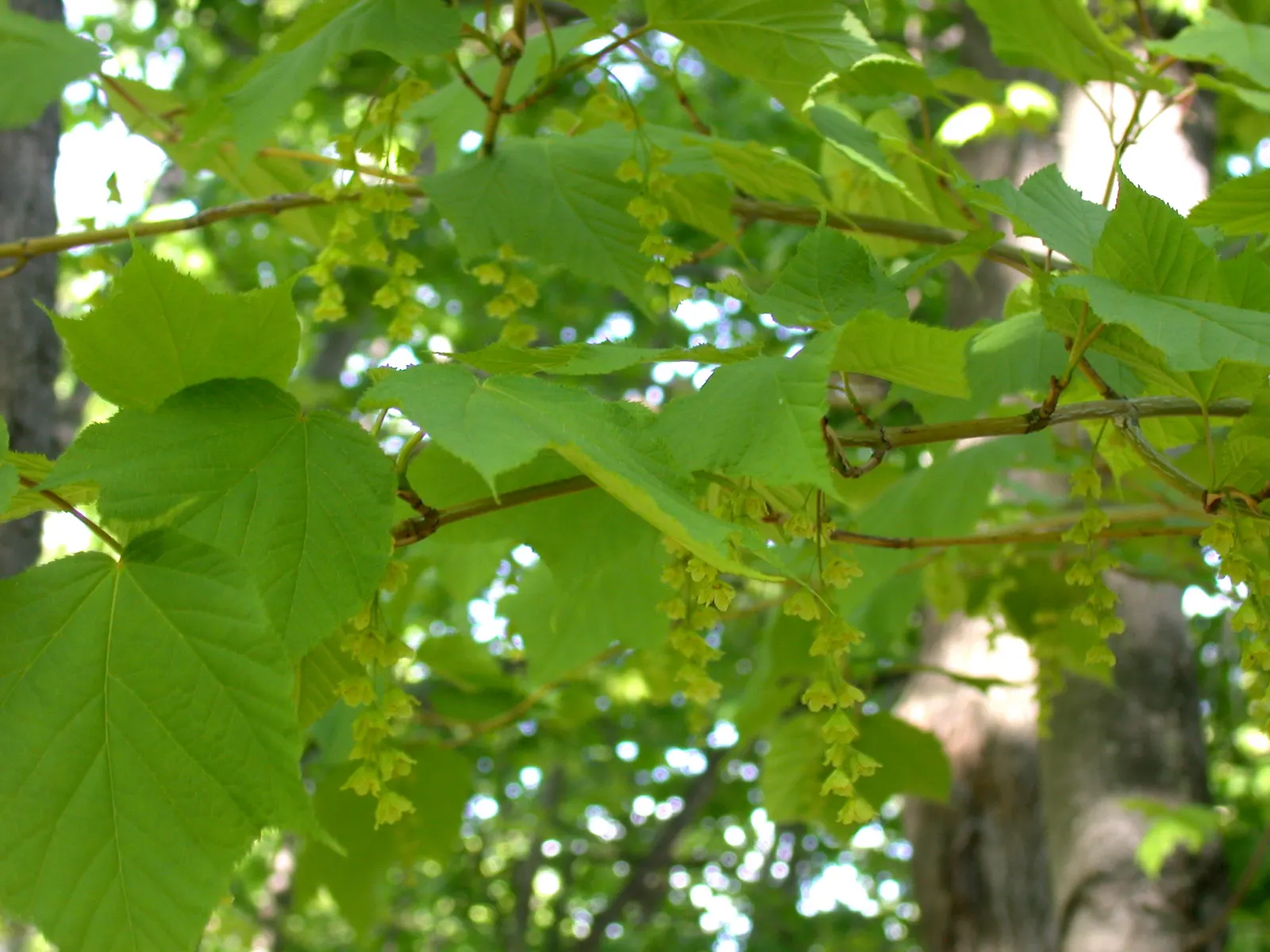 Striped Maple (Acer Pensylvanicum) — coupled with modest growth requirements, image 77
