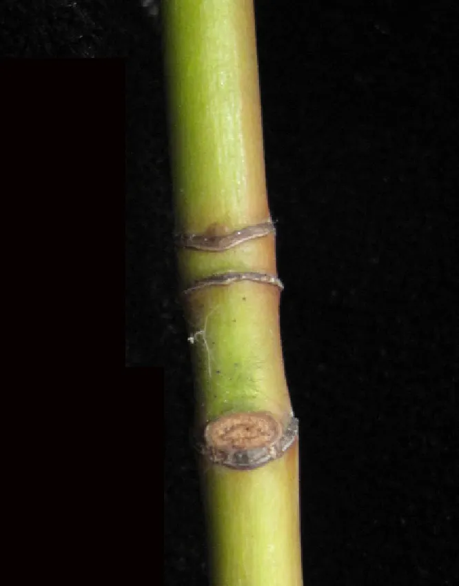Striped Maple (Acer Pensylvanicum) — tree with yellow blooms; slightly acidic loams.<br><br>Spring brings clusters of delicate bell-shaped yellow, image 80