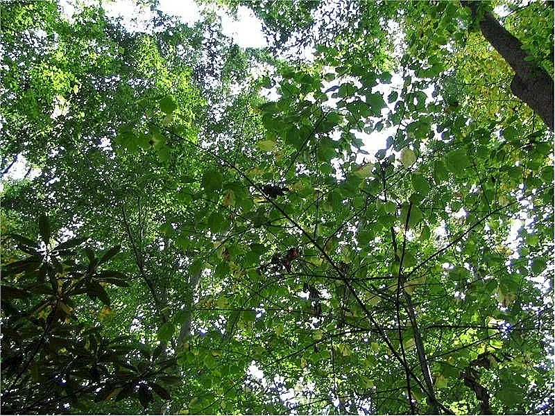 Striped Maple (Acer Pensylvanicum) — although it favors well-drained; commonly known as Striped Maple, image 70