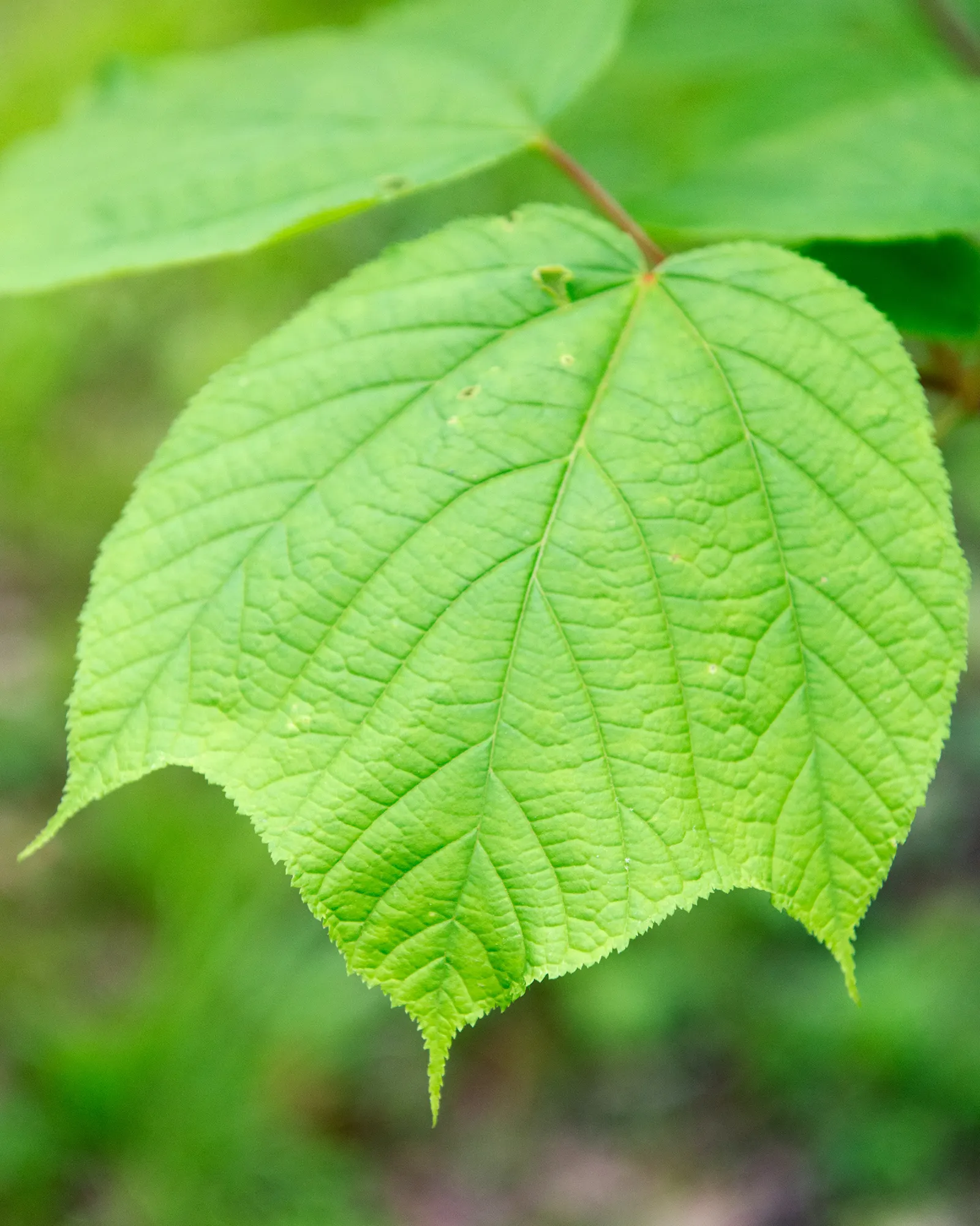 Striped Maple (Acer Pensylvanicum) — transitioning to winged samaras by late summer; the tree's soil preferences are relatively flexible, image 72