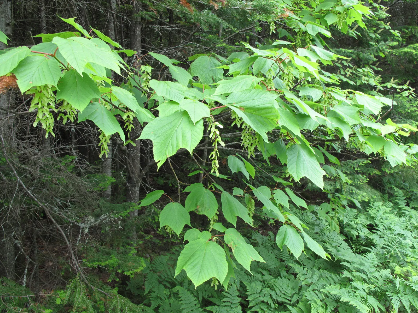 Striped Maple (Acer Pensylvanicum) — adding year-round visual interest to any garden setting.<br><br>For the landscape designer; tree for half or, image 66