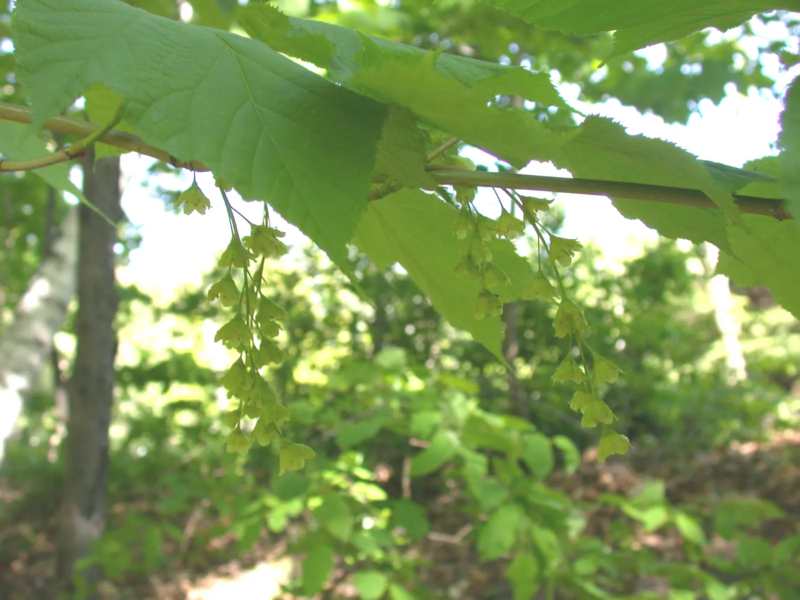 Striped Maple (Acer Pensylvanicum) — The leaves are broad and almost triangular, reaching sizes of 3 to 5 inches with a subtle serration; is a, image 74