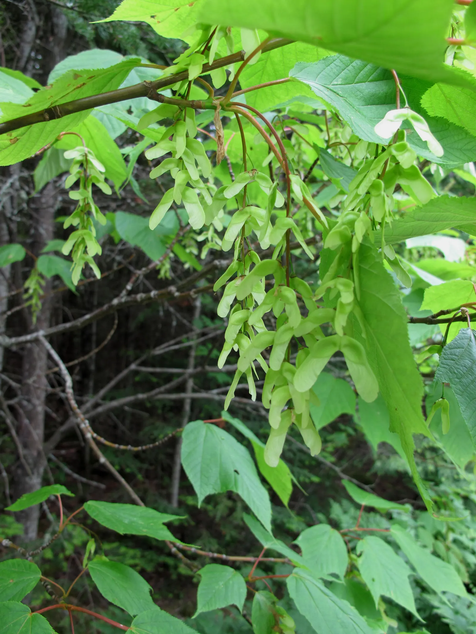 Striped Maple (Acer Pensylvanicum) — although it favors well-drained; commonly known as Striped Maple