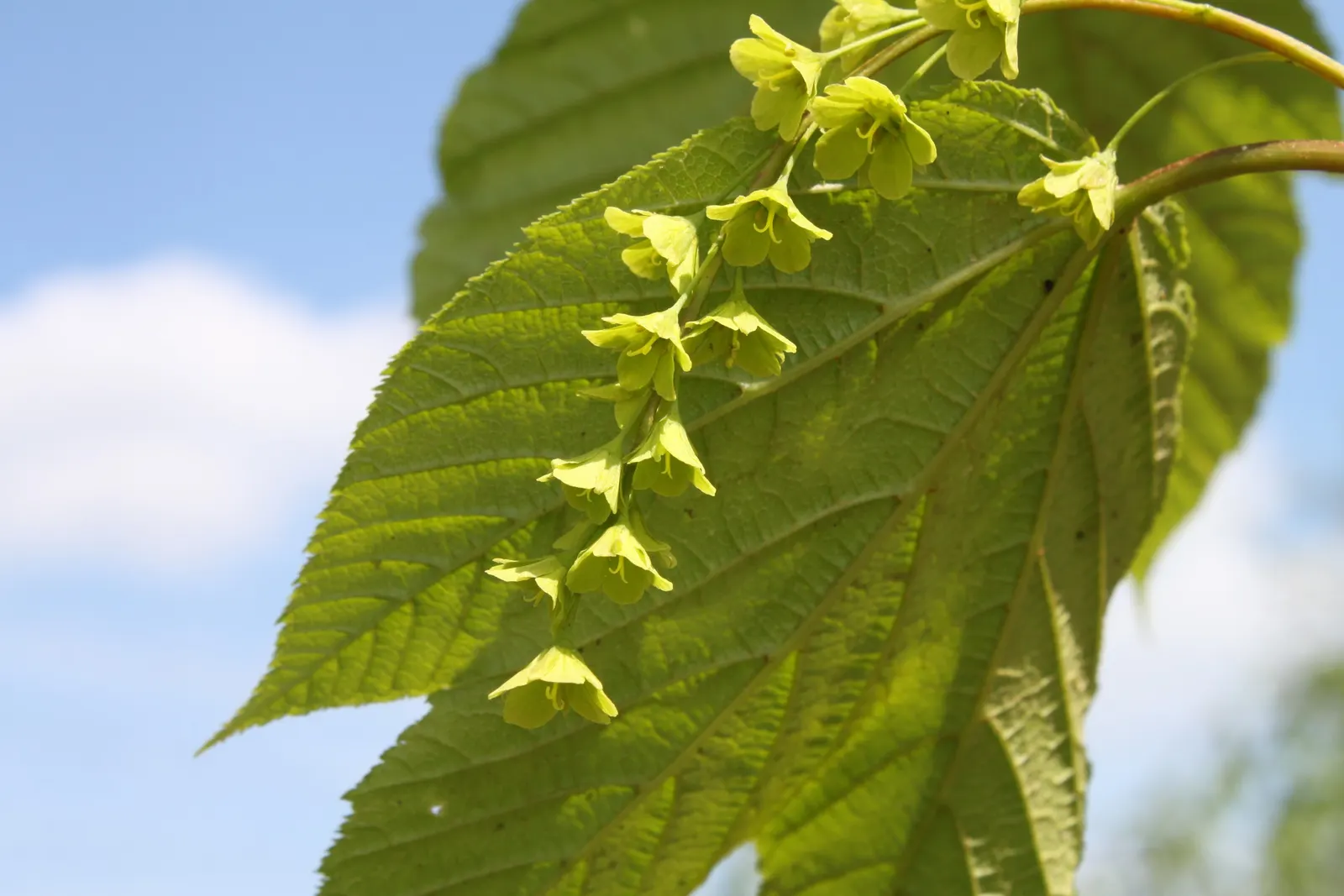 Striped Maple (Acer Pensylvanicum) — typically reaching a full height of 15 to 25 feet; its tolerance for partial shade makes it an adaptable, image 64