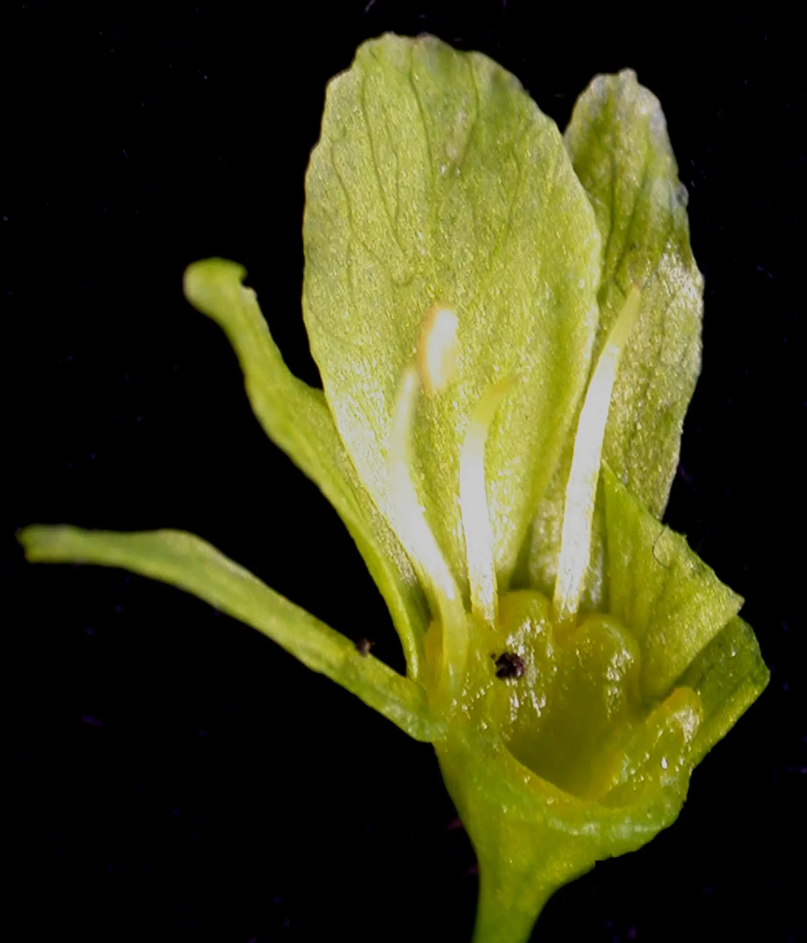 Striped Maple (Acer Pensylvanicum) — is a small deciduous tree reaching 20-30 ft in height and spreads 10-15 ft; is particularly notable for its, image 56