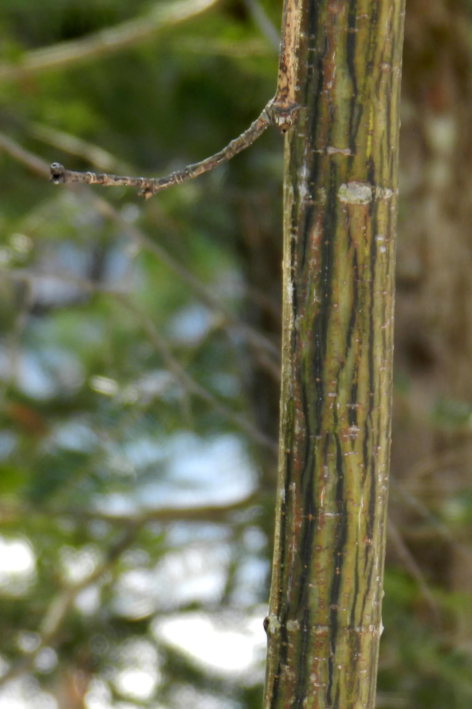Striped Maple (Acer Pensylvanicum) — while its foliage - a noteworthy trait - provides seasonal beauty; its low maintenance nature, image 73