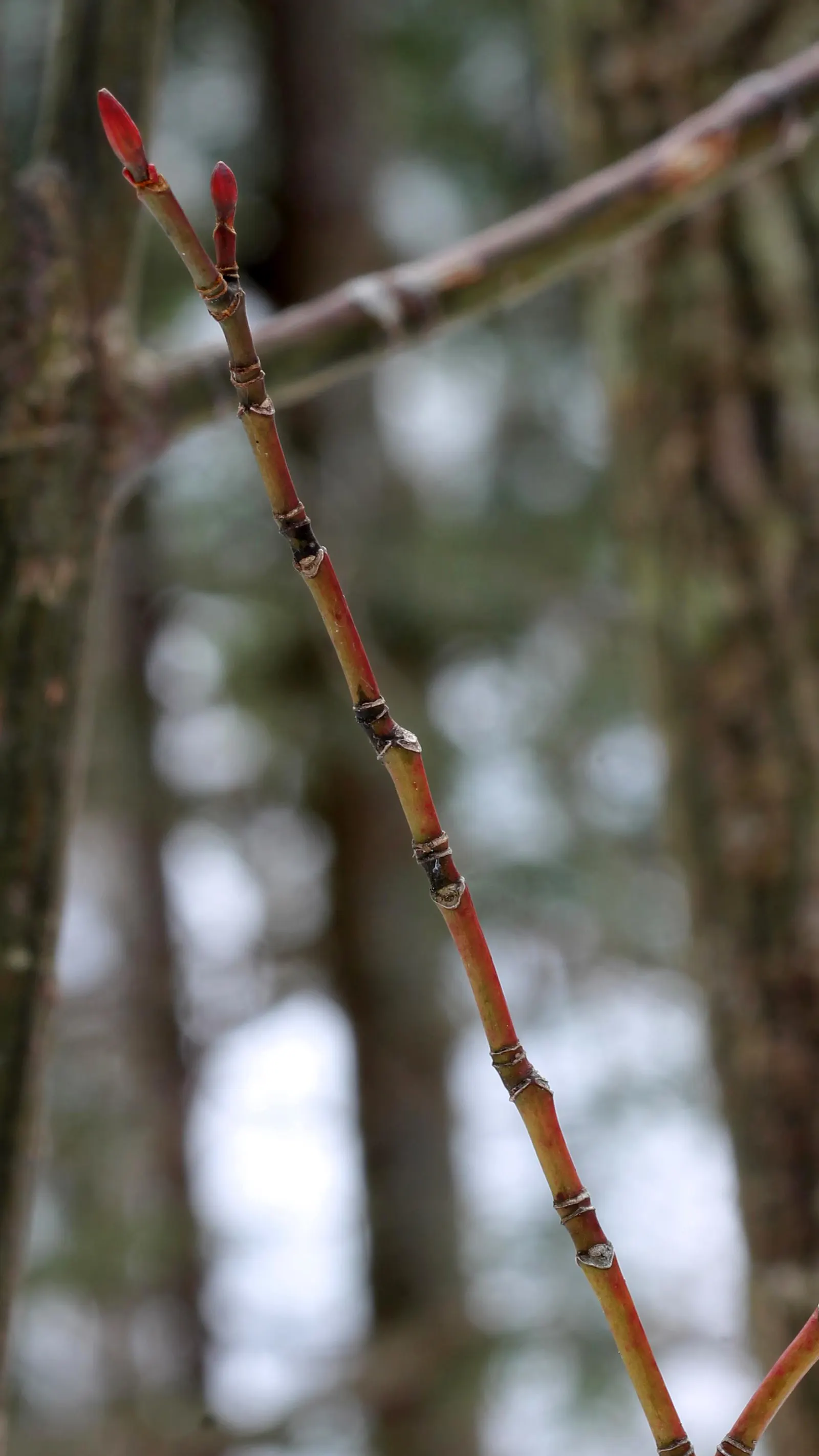 Striped Maple (Acer Pensylvanicum) — transitioning to winged samaras by late summer; the tree's soil preferences are relatively flexible