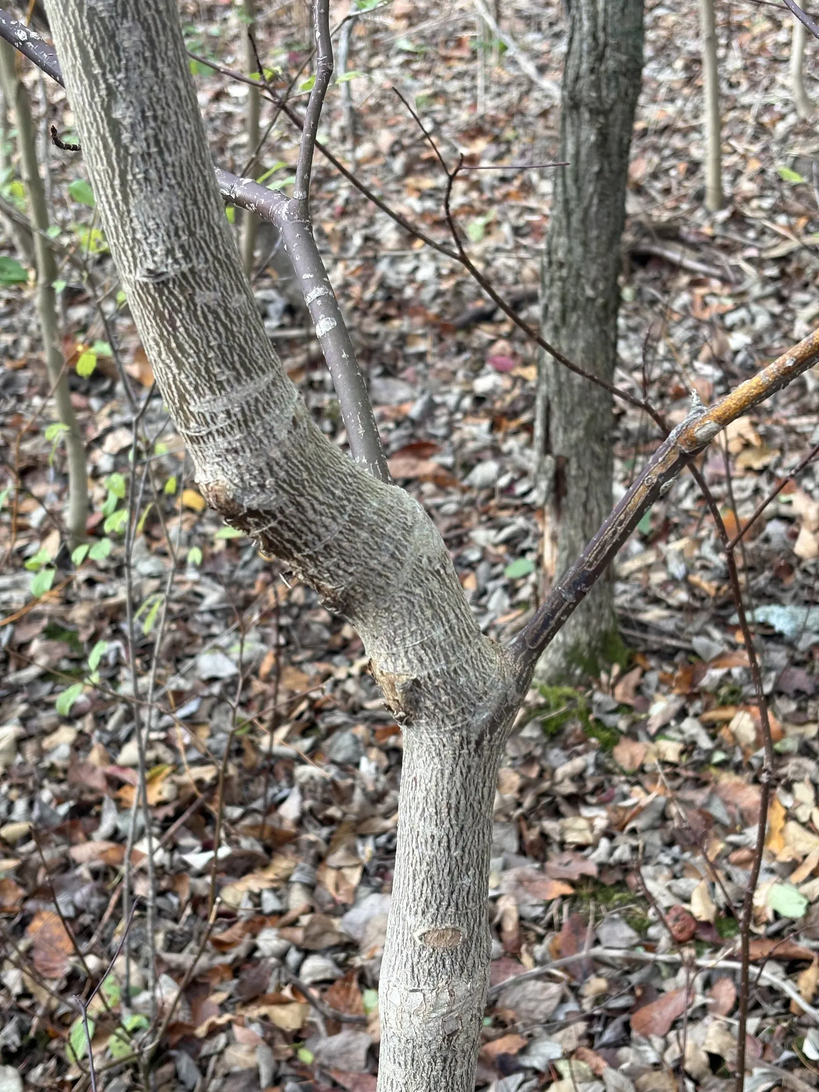 Striped Maple (Acer Pensylvanicum) — This small to medium-sized species