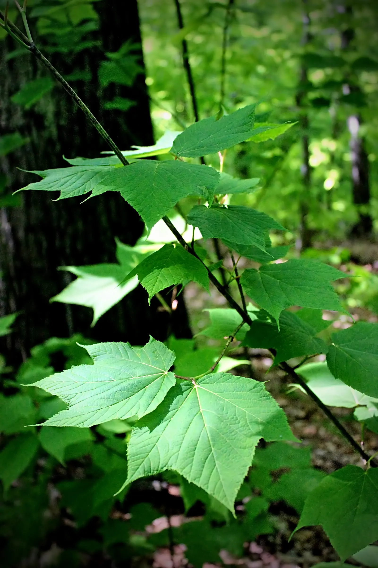 Striped Maple (Acer Pensylvanicum) — tree with yellow blooms