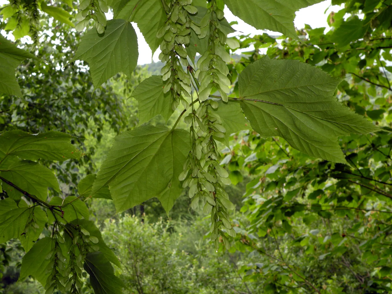 Striped Maple (Acer Pensylvanicum) — slightly acidic loams.<br><br>Spring brings clusters of delicate bell-shaped yellow flowers; presents an, image 71