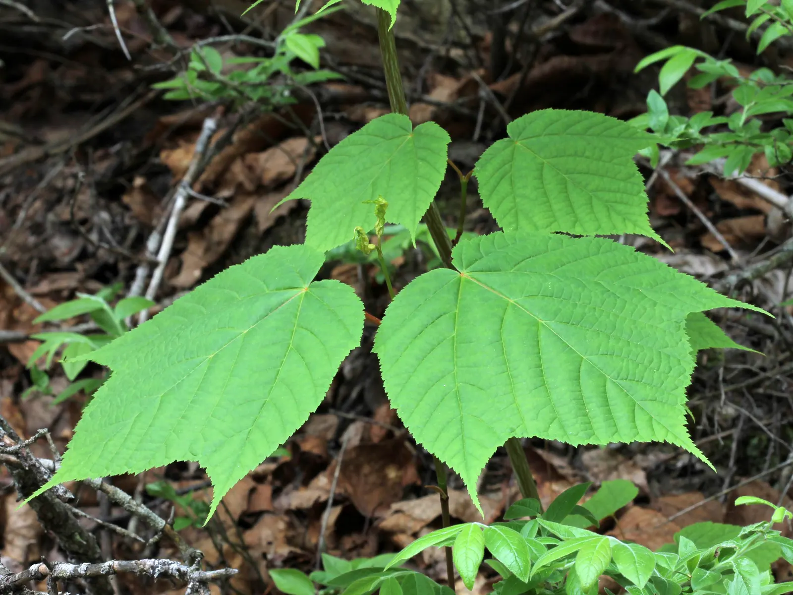 Striped Maple (Acer Pensylvanicum) — It boasts distinctive green-white striped bark, large, three-lobed leaves, and bell-shaped yellow flowers, image 84