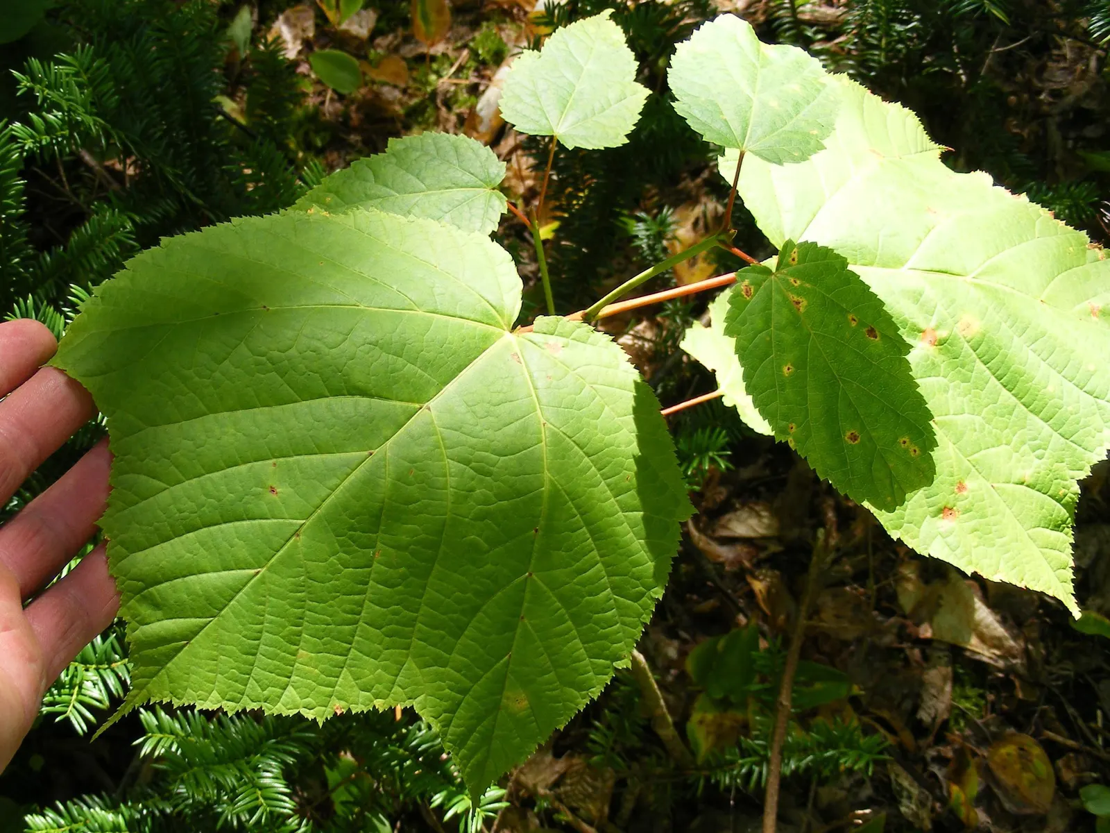 Striped Maple (Acer Pensylvanicum) — adding year-round visual interest to any garden setting.<br><br>For the landscape designer