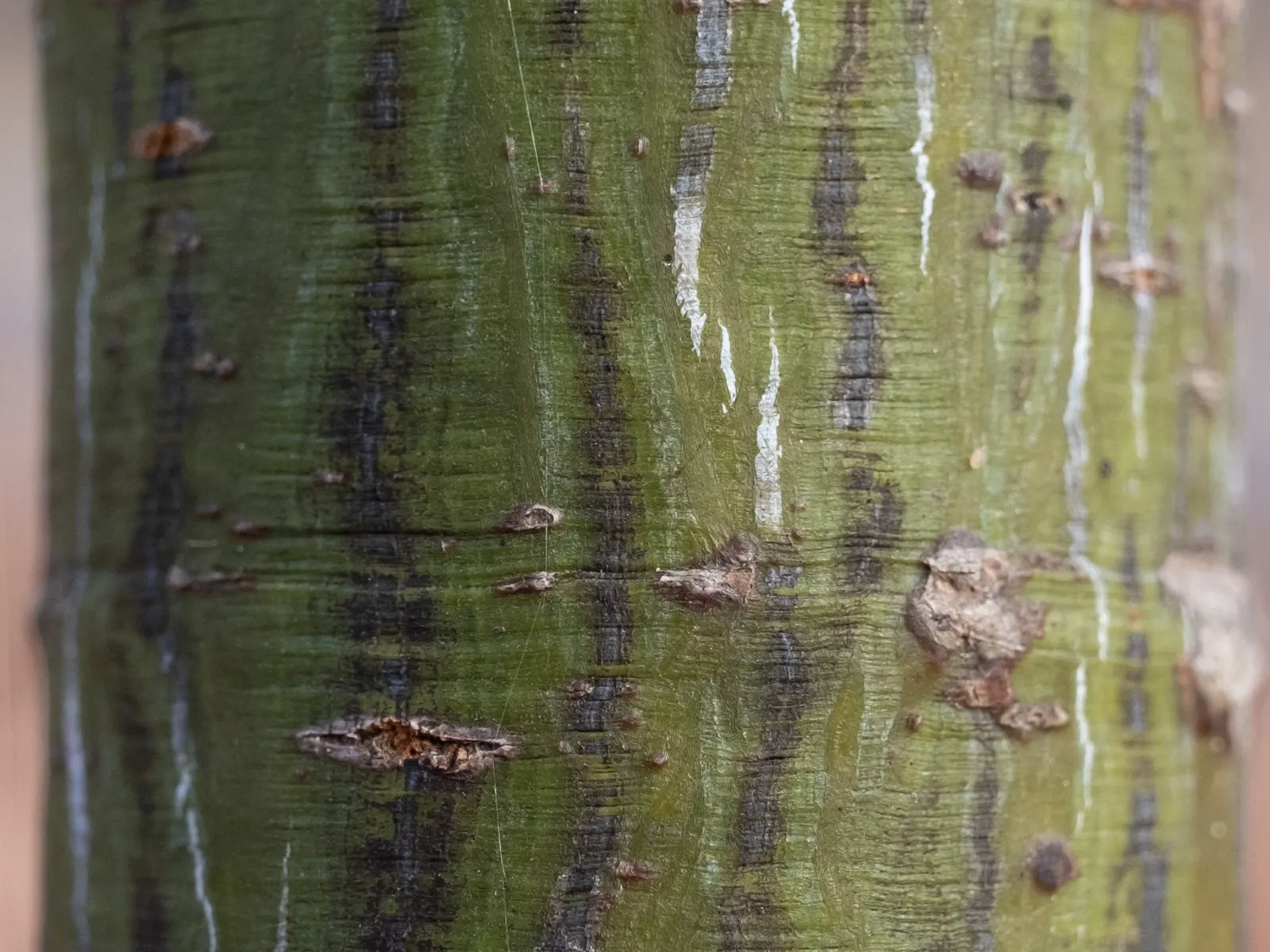 Striped Maple (Acer Pensylvanicum) — this species will also flourish in full sun given adequate moisture, image 41