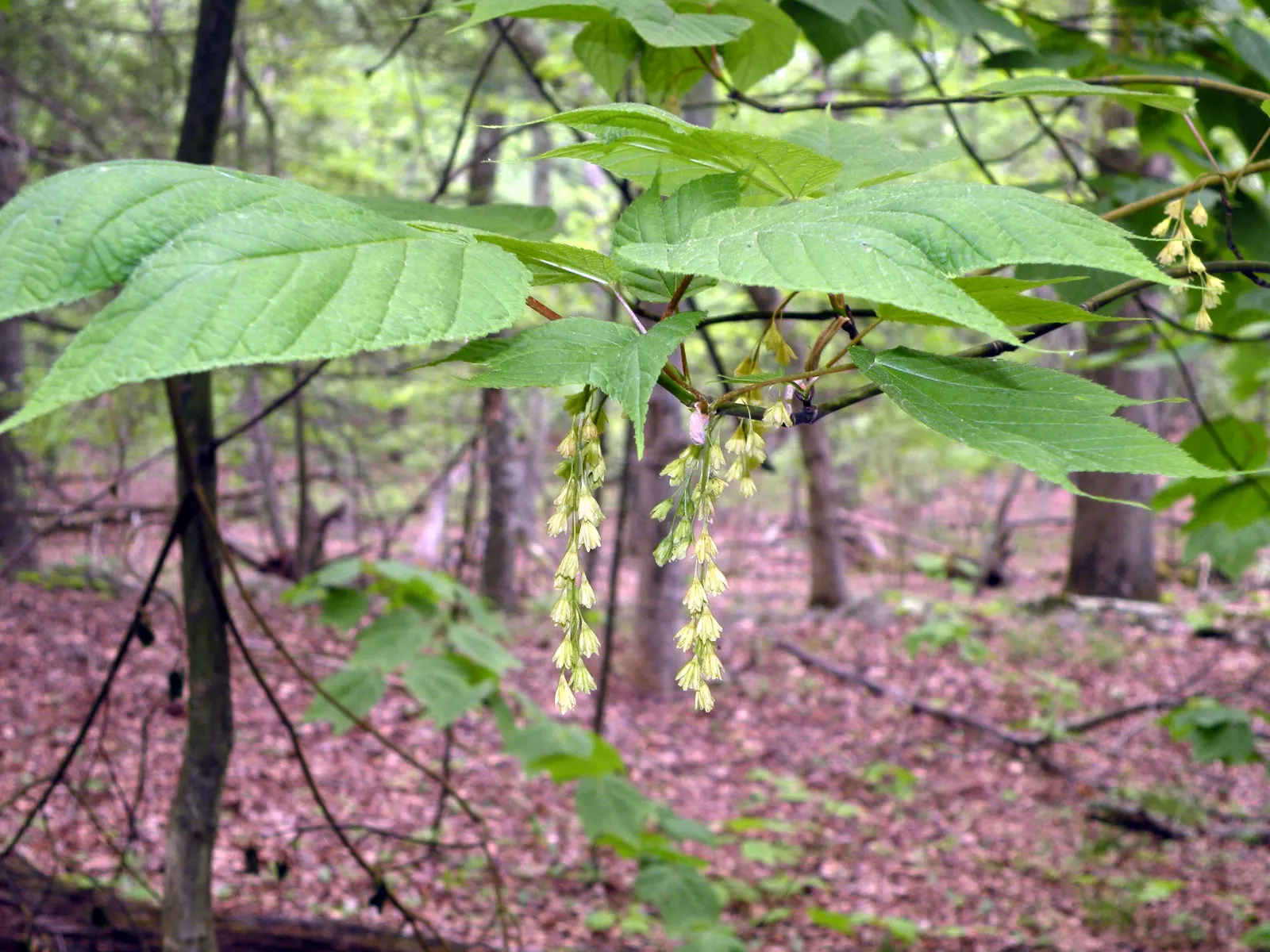 Striped Maple (Acer Pensylvanicum) — The tree's soil preferences are relatively flexible; expect a dramatic show of colors as leaves transform into, image 69