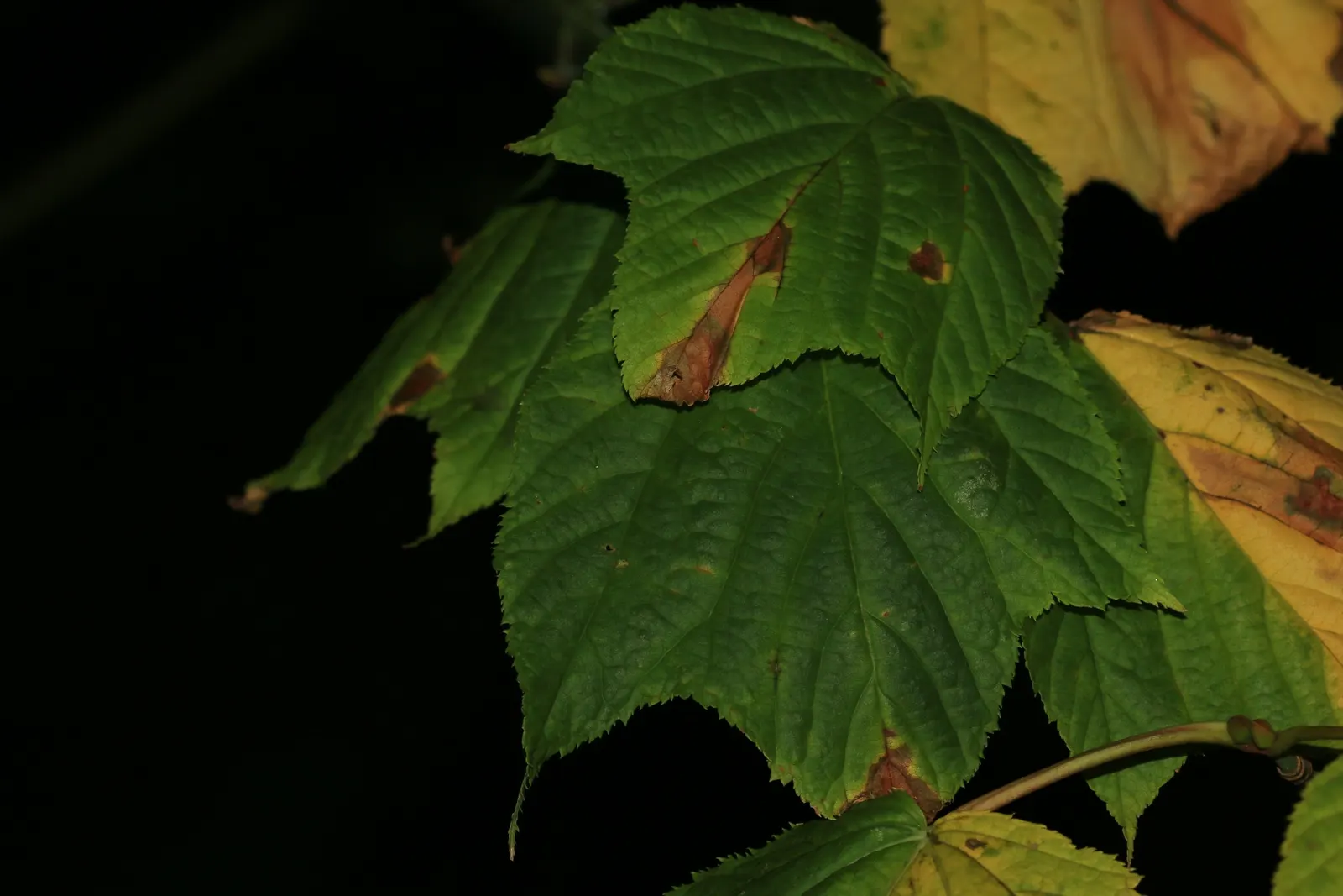 Striped Maple (Acer Pensylvanicum) — Thriving in partial to full shade, this understory tree prefers moist, well-drained soil; yellow flowers in, image 58
