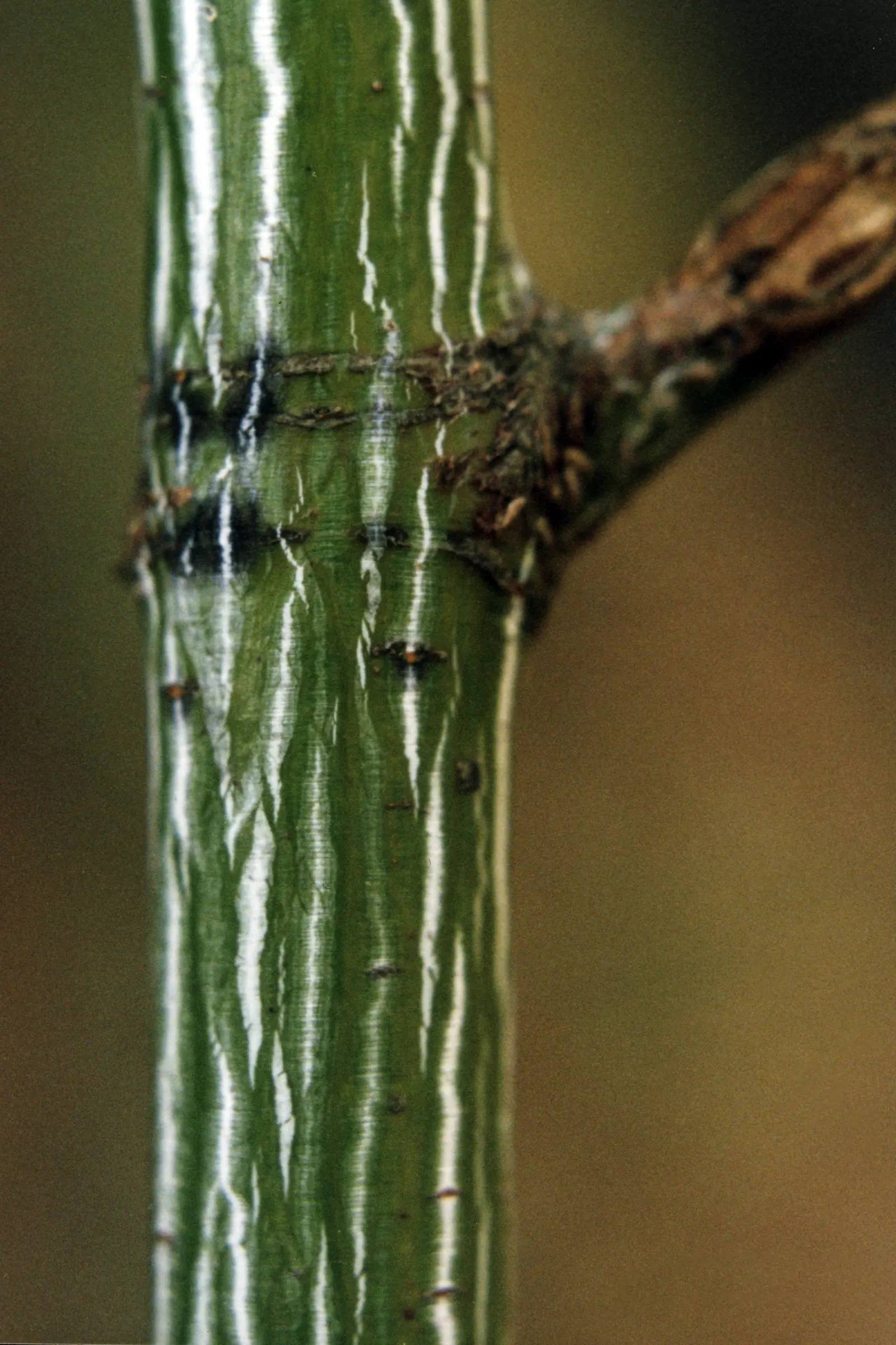 Striped Maple (Acer Pensylvanicum) — this species will also flourish in full sun given adequate moisture, image 68