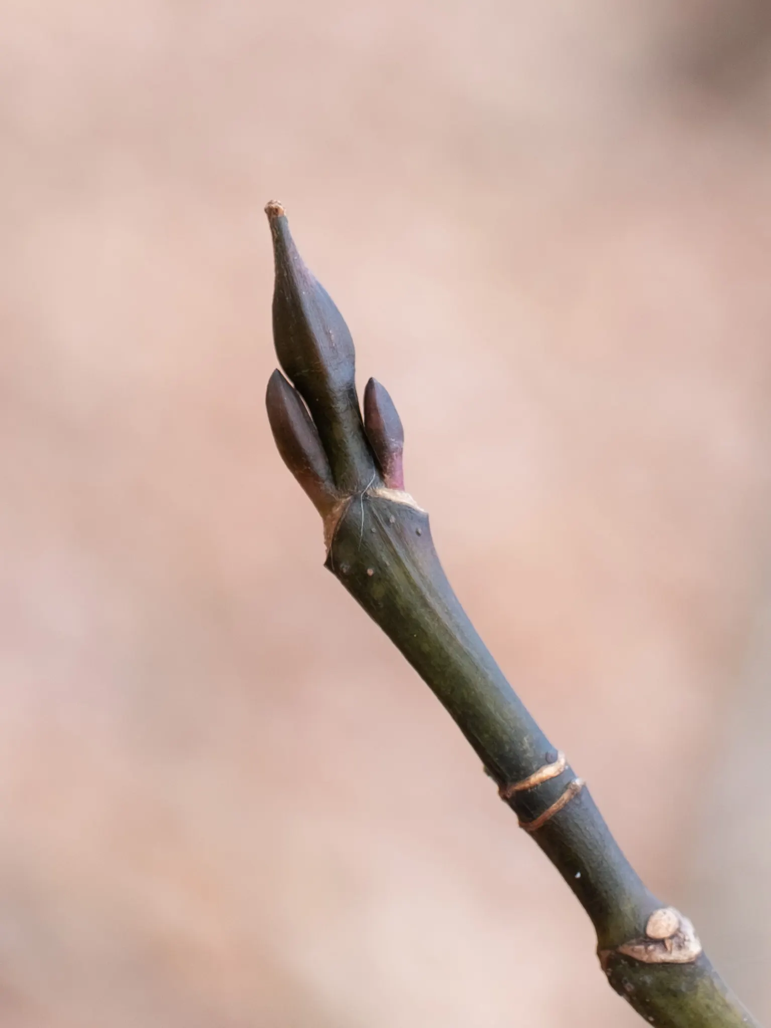 Striped Maple (Acer Pensylvanicum) — It boasts distinctive green-white striped bark, large, three-lobed leaves, and bell-shaped yellow flowers; transitioning