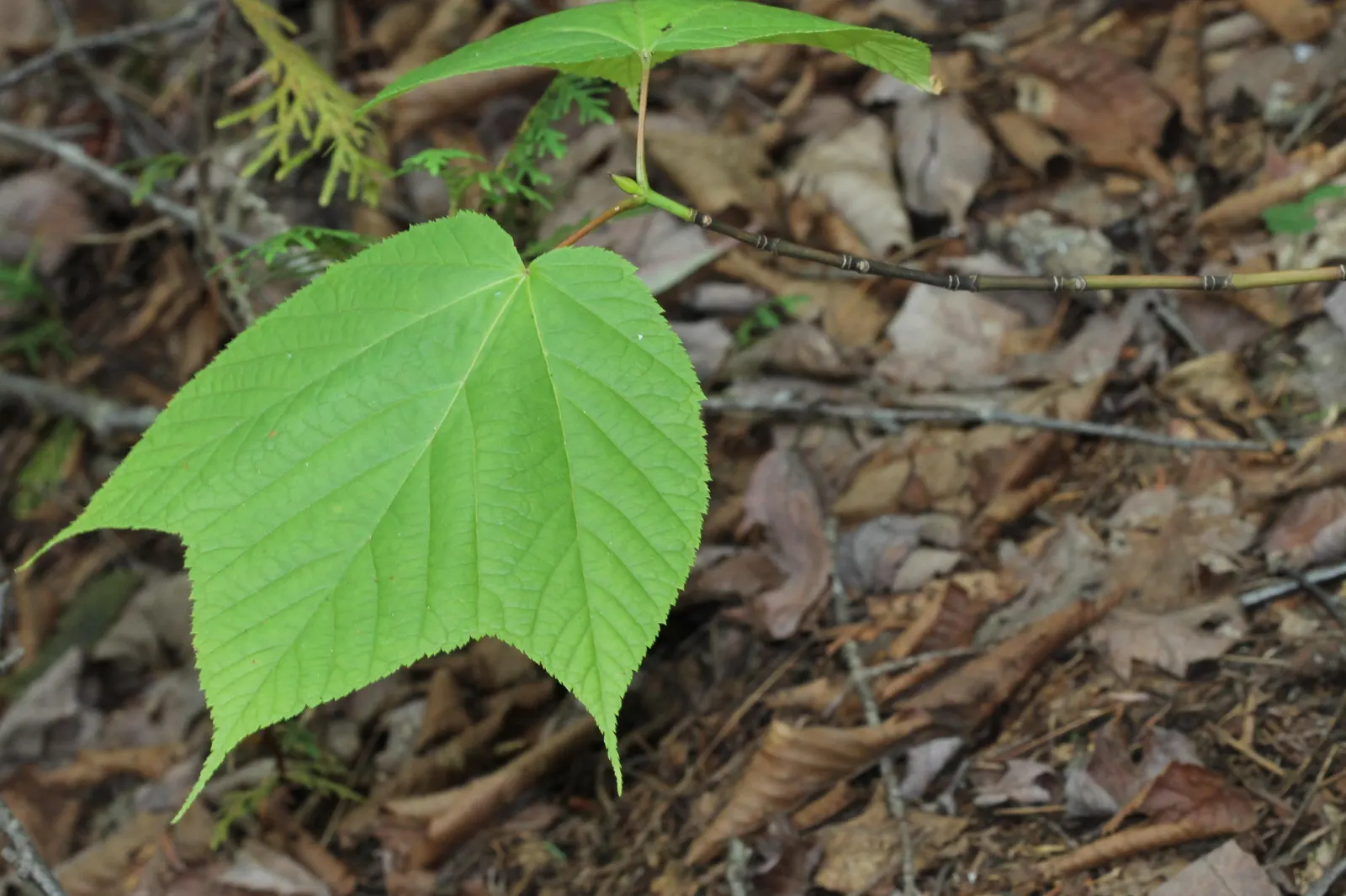 Striped Maple (Acer Pensylvanicum) — The leaves are broad and almost triangular, reaching sizes of 3 to 5 inches with a subtle serration