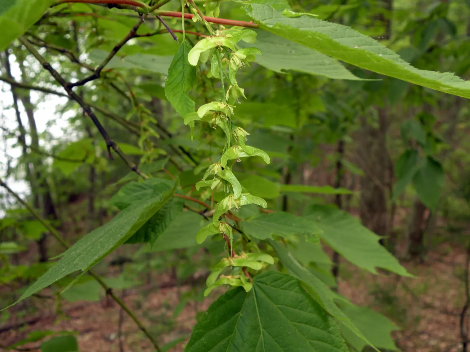 Striped Maple (Acer Pensylvanicum) — yellow flowers in the garden; typically reaching a full height of 15 to 25 feet, image 79