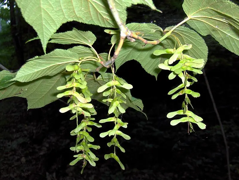 Striped Maple (Acer Pensylvanicum) — presents an intriguing selection for landscape designs seeking understated elegance; tree with yellow blooms