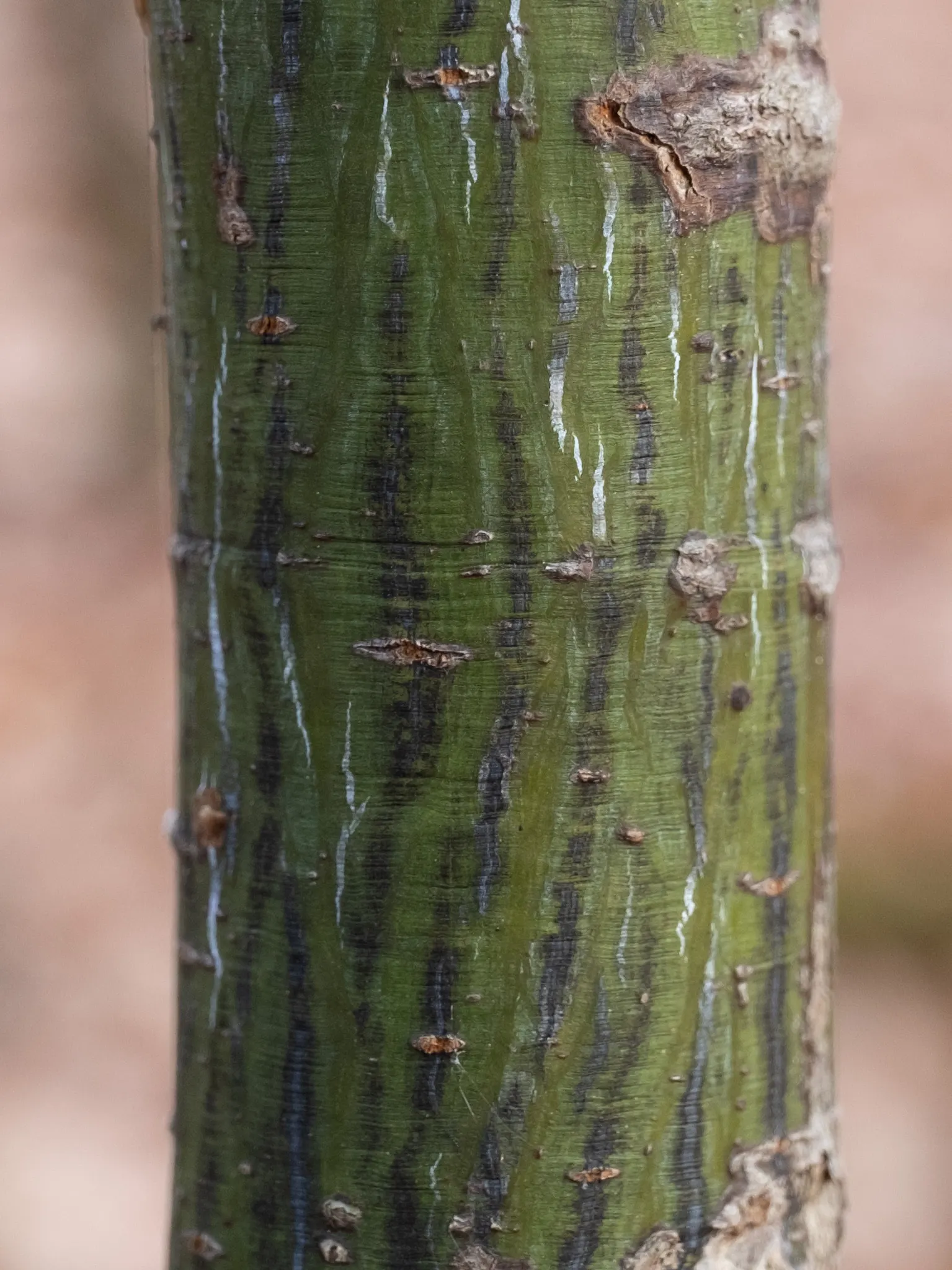 Striped Maple (Acer Pensylvanicum) — expect a dramatic show of colors as leaves transform into a palette of yellow or light orange; this small to medium-sized